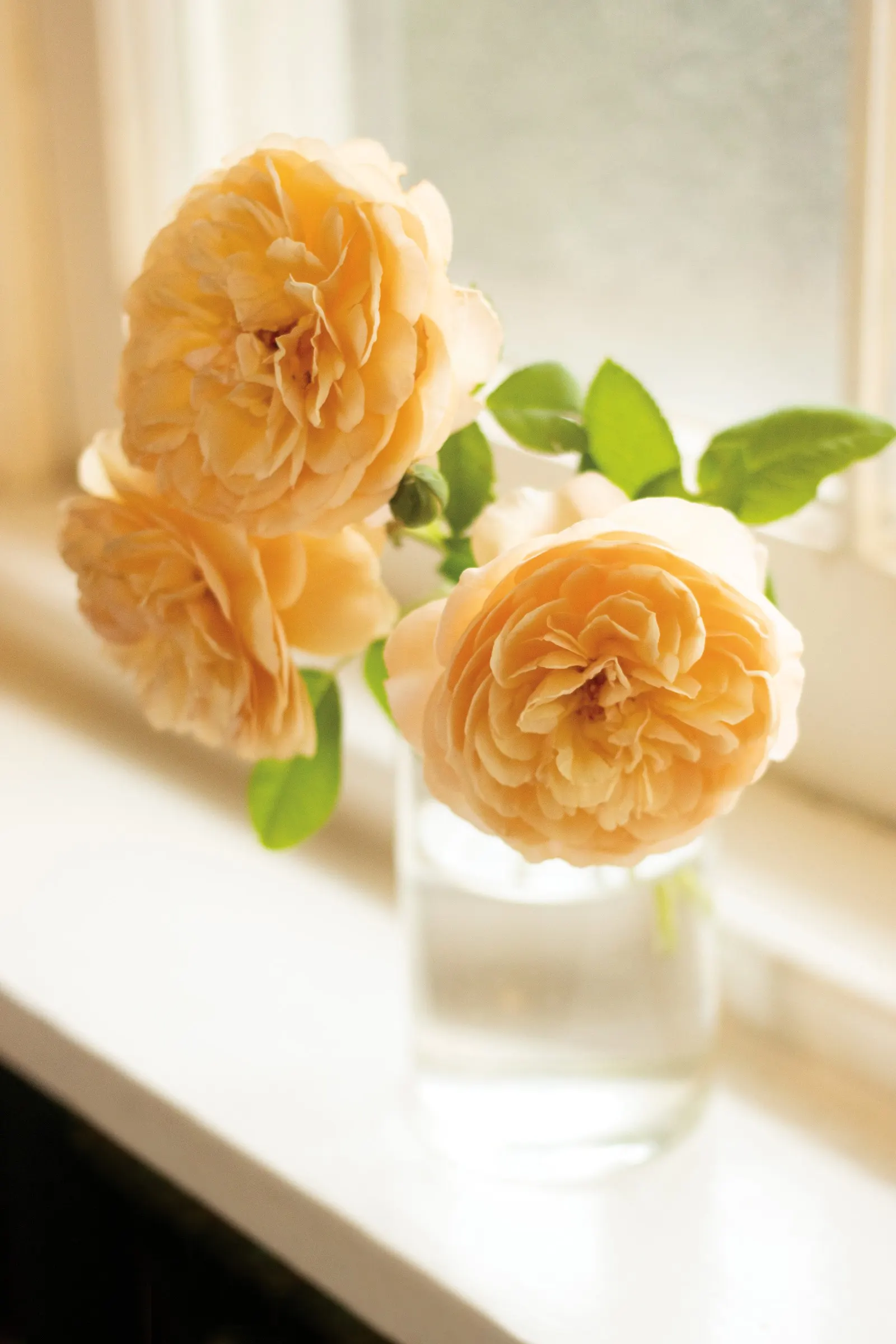 Flavorette® Honey-Apricot Edible Rose (Rosa x) — From Proven Winners®, it matures 5-8 feet tall and 3-4 feet wide