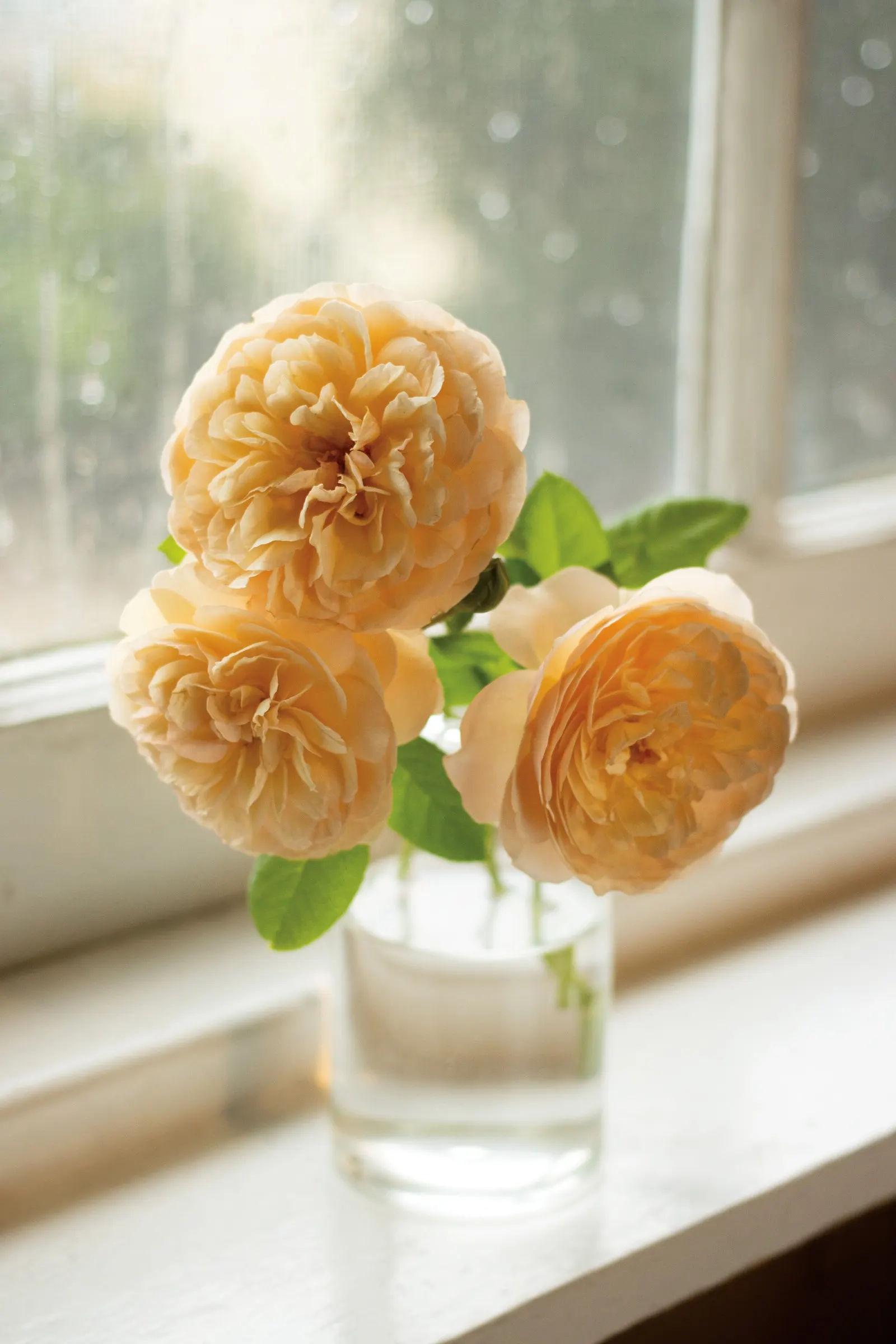 Flavorette® Honey-Apricot Edible Rose (Rosa x) — The Rosa x Flavorette® Honey-Apricot is an upright edible shrub rose with fragrant
