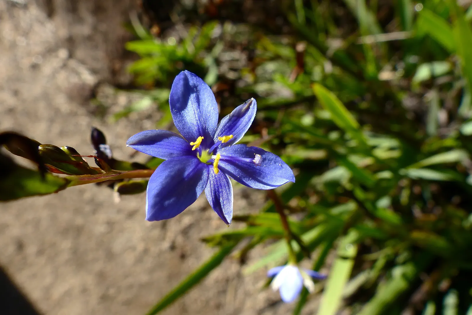 Blue Stars (Aristea Ecklonii) — and grows to an ideal height of 18-24 inches with a similar spread