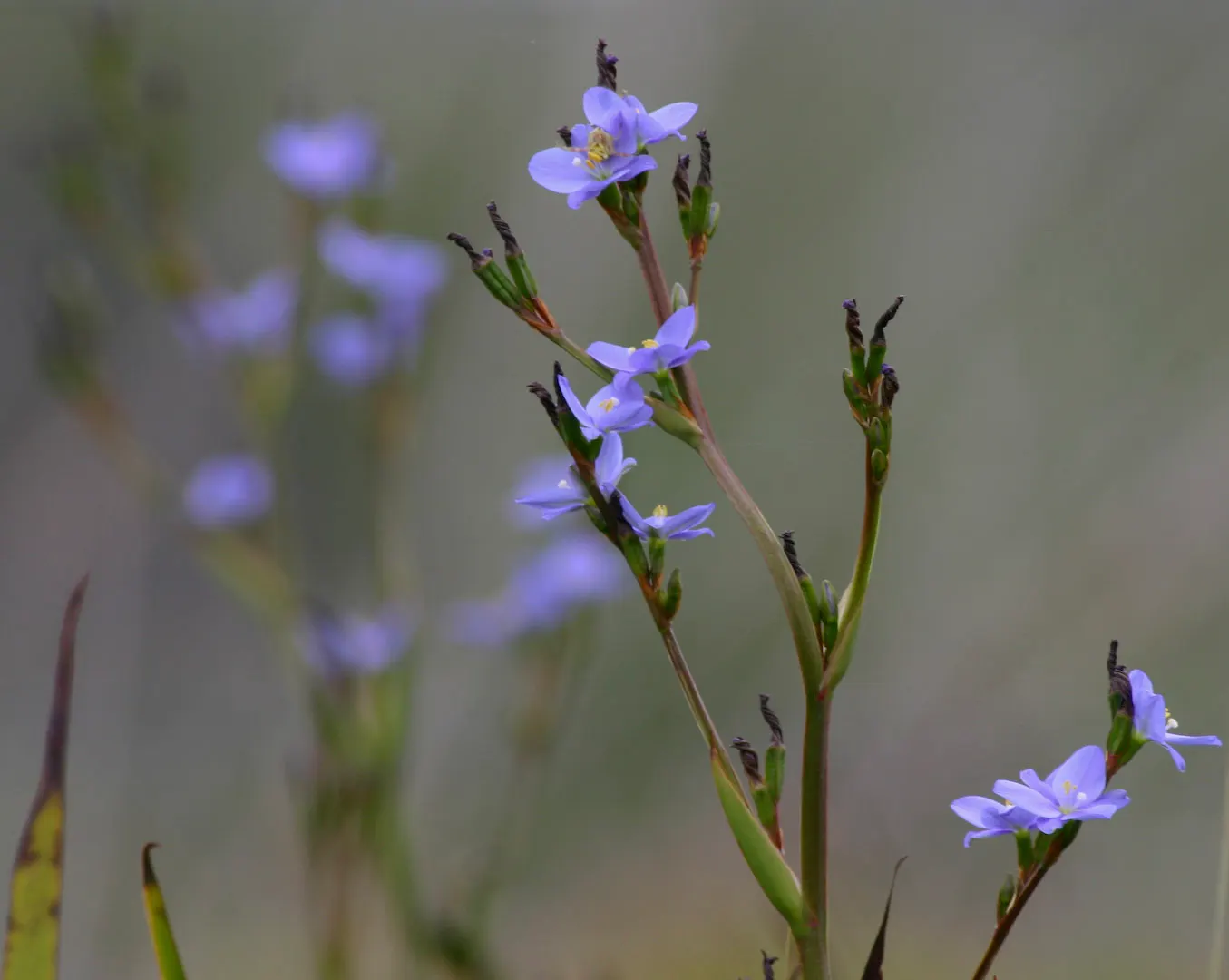 Blue Stars (Aristea Ecklonii) — blue and multi-colored flowers in the garden
