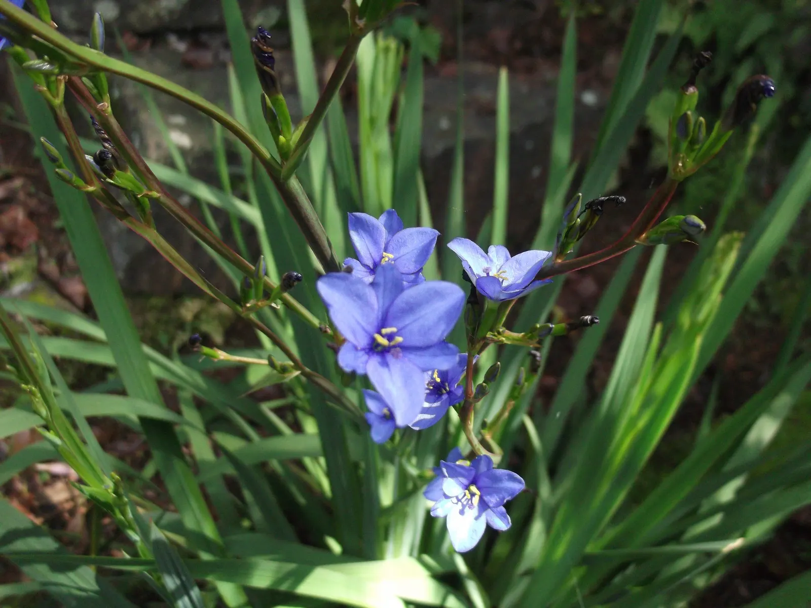Blue Stars (Aristea Ecklonii) — These plants require moderate watering