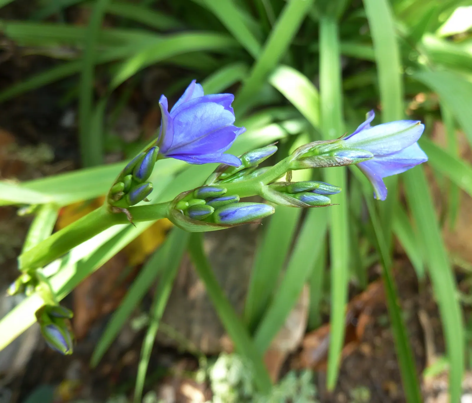 Blue Stars (Aristea Ecklonii) — They are well adapted to USDA hardiness zones 8 to 10 and can tolerate mild frost