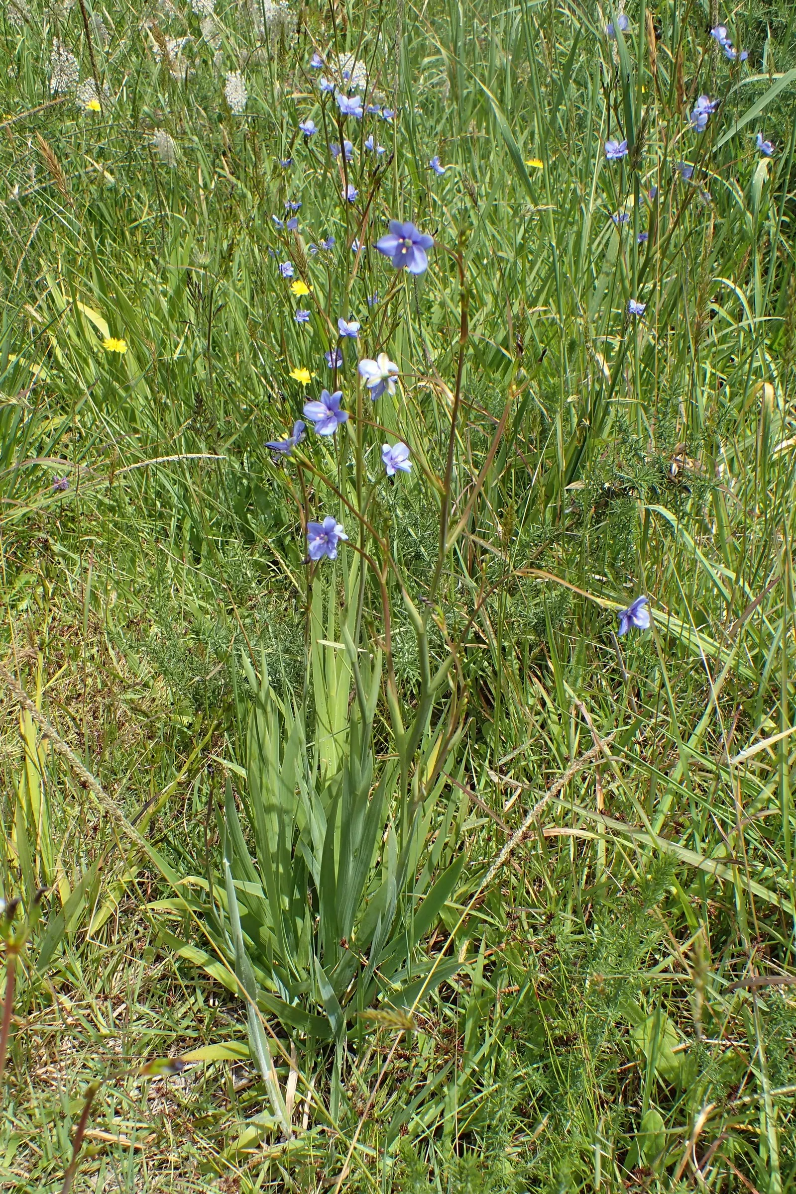 Blue Stars (Aristea Ecklonii) — clumping base approximately 12 to 18 inches in width