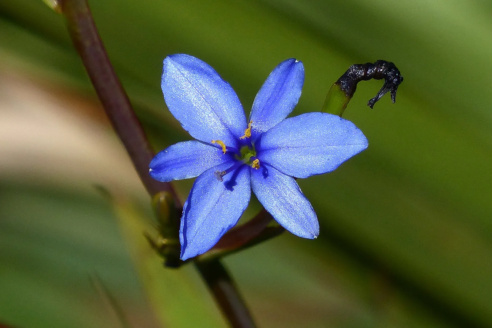 Blue Stars (Aristea Ecklonii) — Aristea ecklonii requires a spot in full sun to partial shade with well-draining
