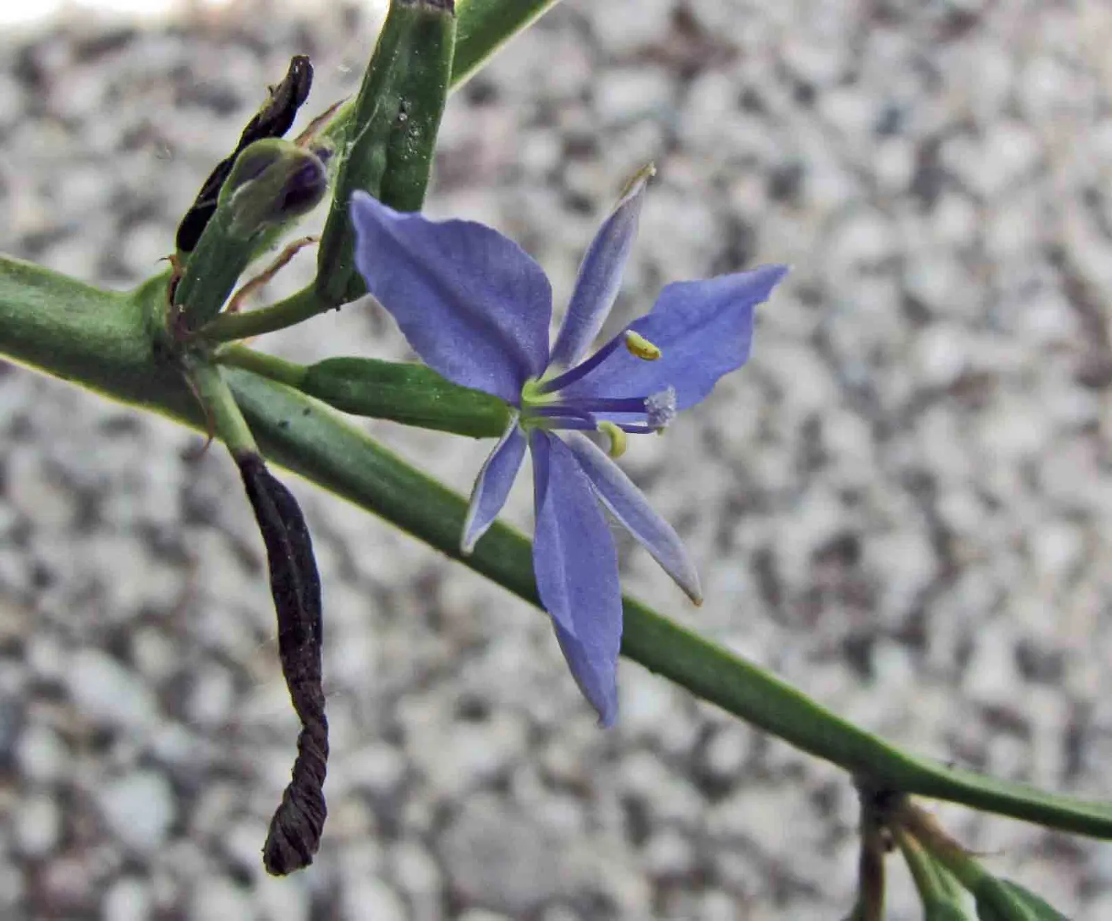 Blue Stars (Aristea Ecklonii) — making it a valuable addition to both residential and public landscapes