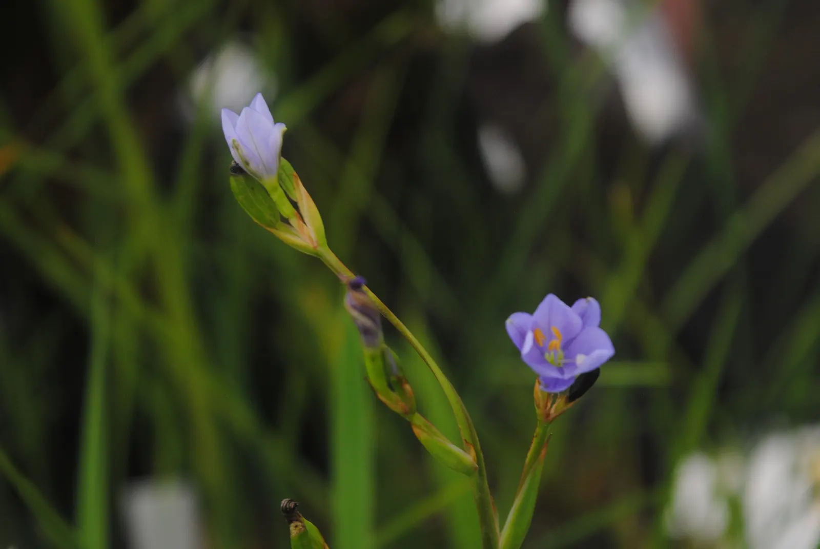 Blue Stars (Aristea Ecklonii) — Incorporating Aristea ecklonii in a garden design offers a delightful visual with minimal upkeep