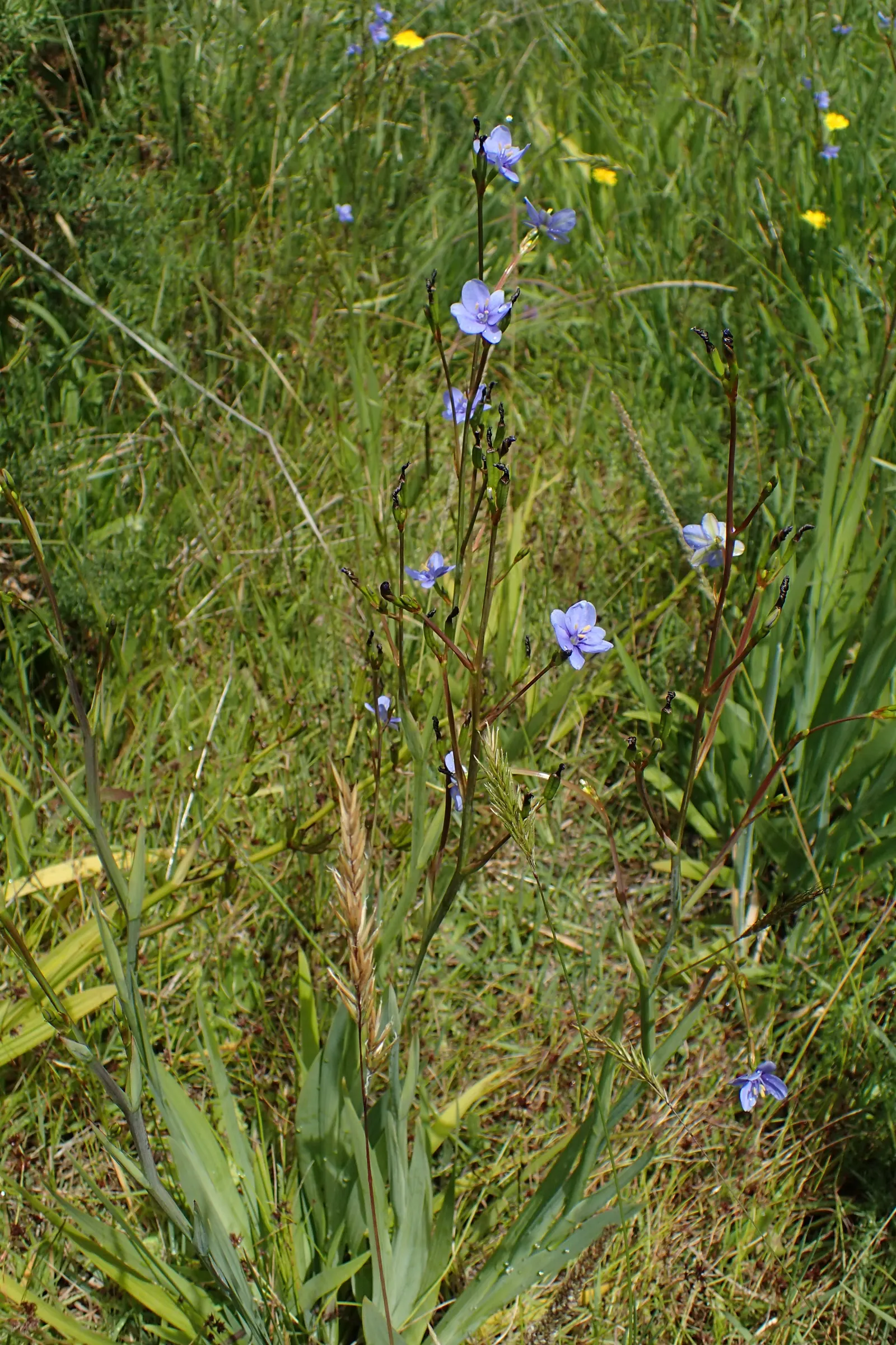 Blue Stars (Aristea Ecklonii) — commonly known as Blue Stars