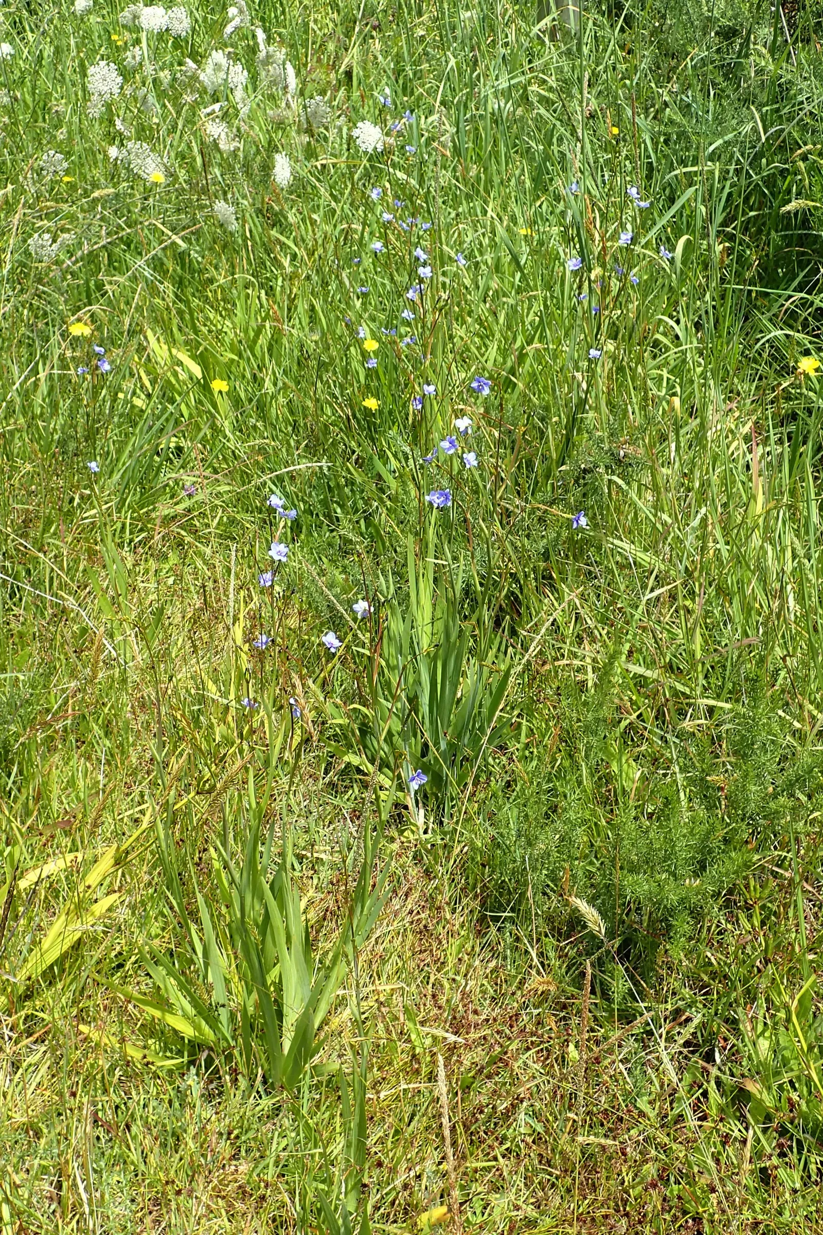 Blue Stars (Aristea Ecklonii) — and blooms in late spring to early summer