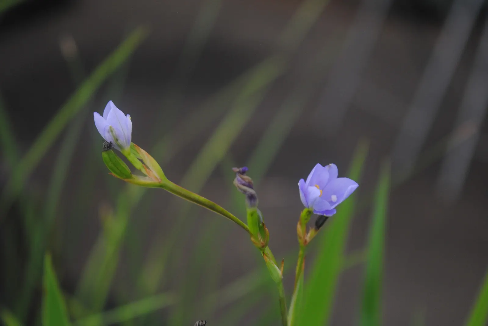 Blue Stars (Aristea Ecklonii) — Blue Stars add a vibrant touch to the landscape while also attracting pollinators like bees