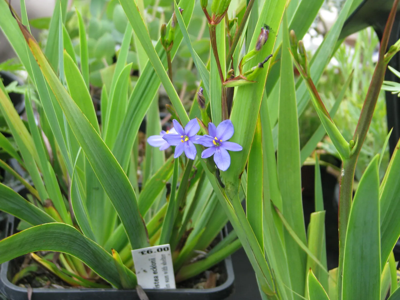 Blue Stars (Aristea Ecklonii) — prefers full sun to partial shade