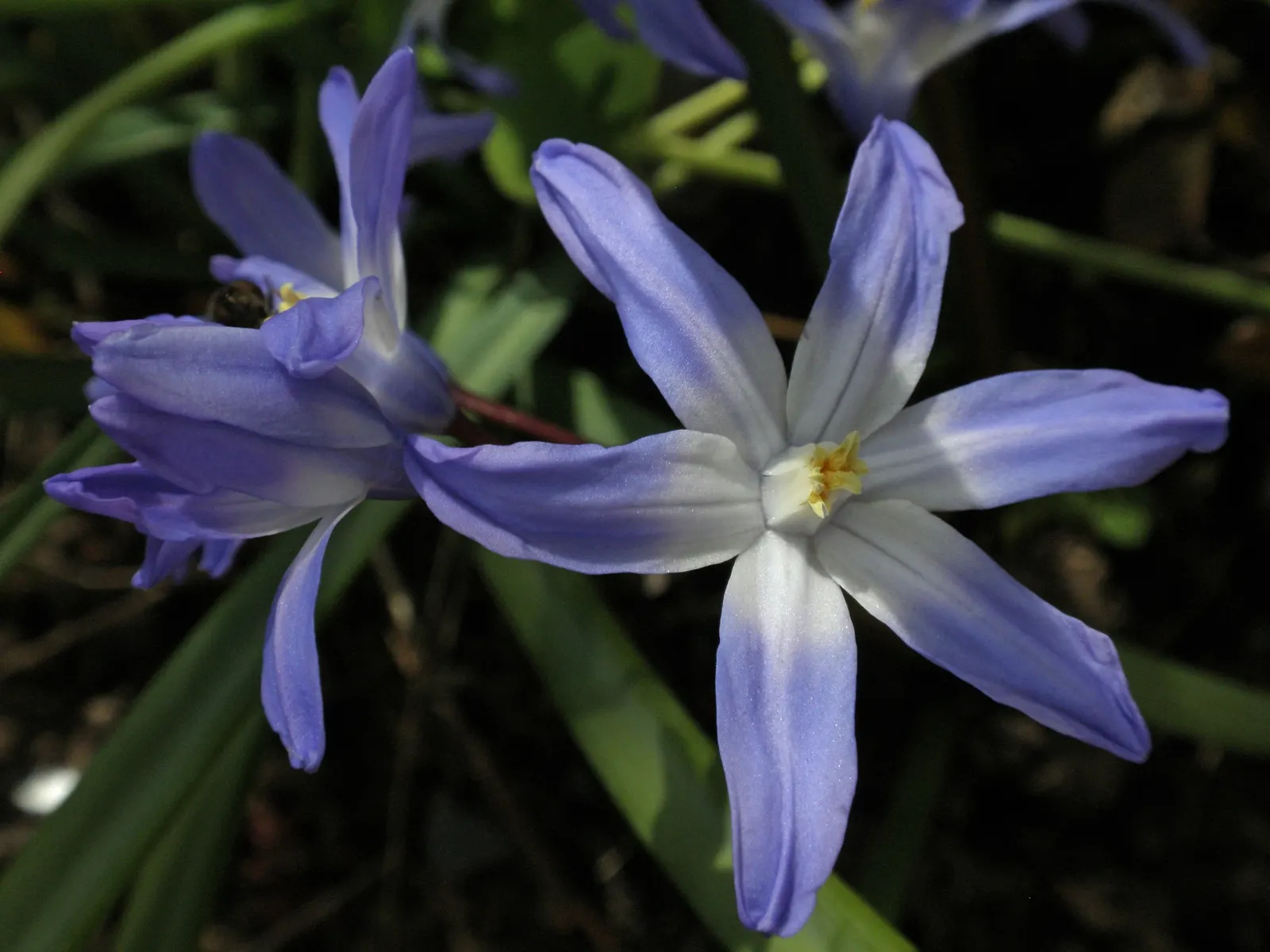 Blue Stars (Aristea Ecklonii) — Each plant produces multiple buds