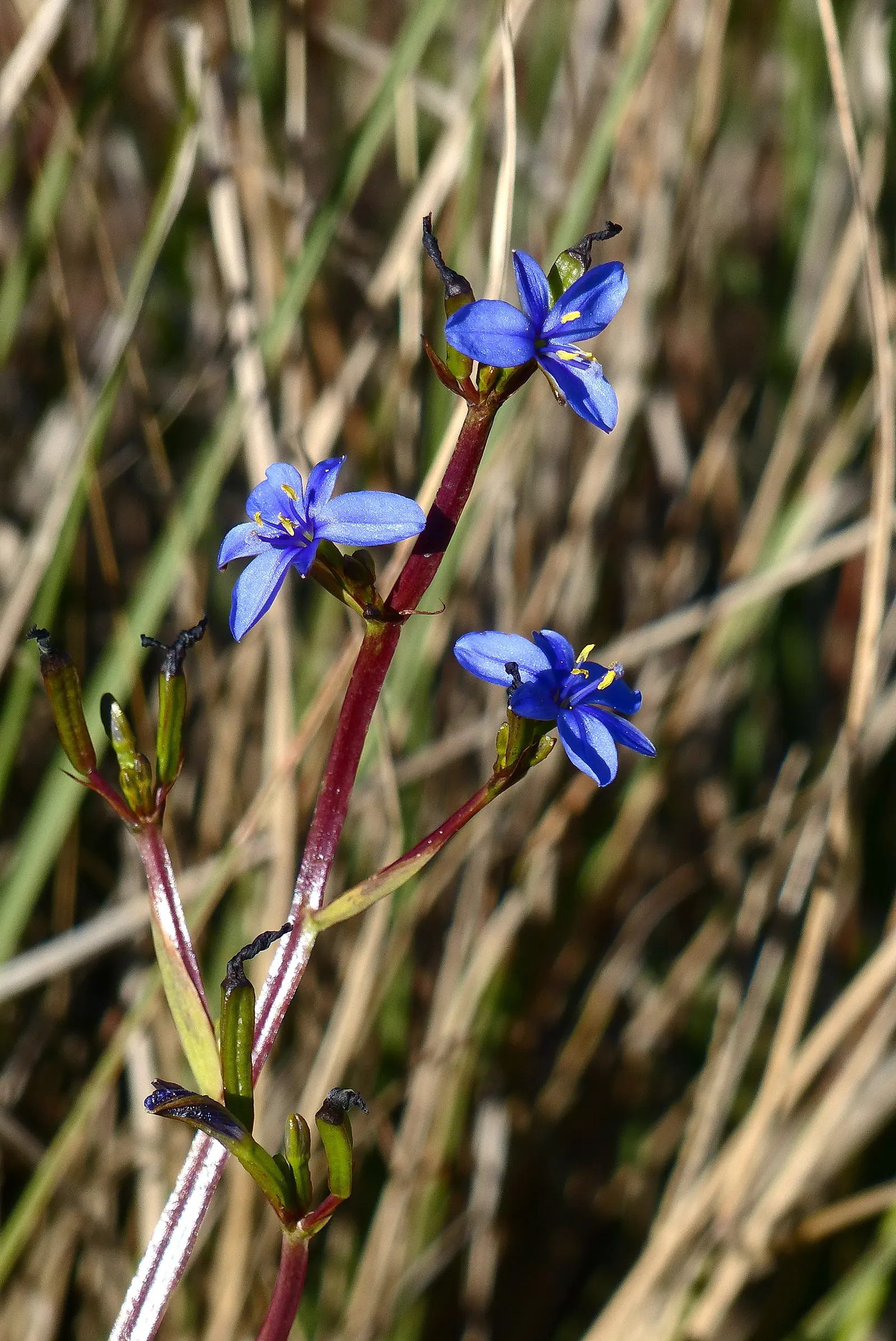 Blue Stars (Aristea Ecklonii) — Aristea ecklonii typically reaches a height of 18 to 24 inches