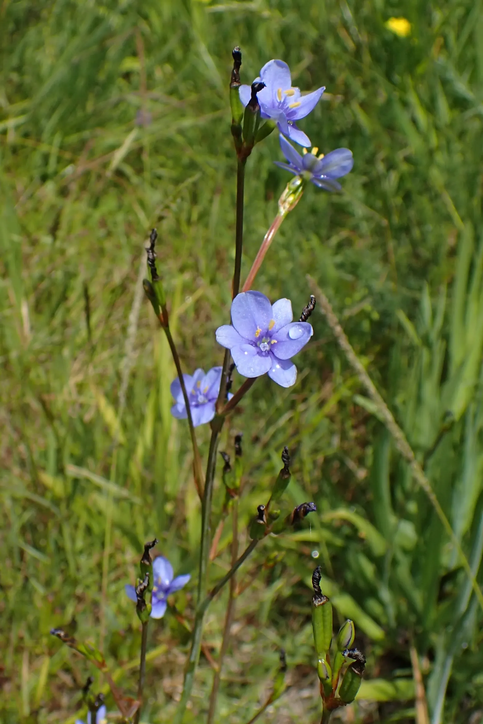 Blue Stars (Aristea Ecklonii) — drought-tolerant once established