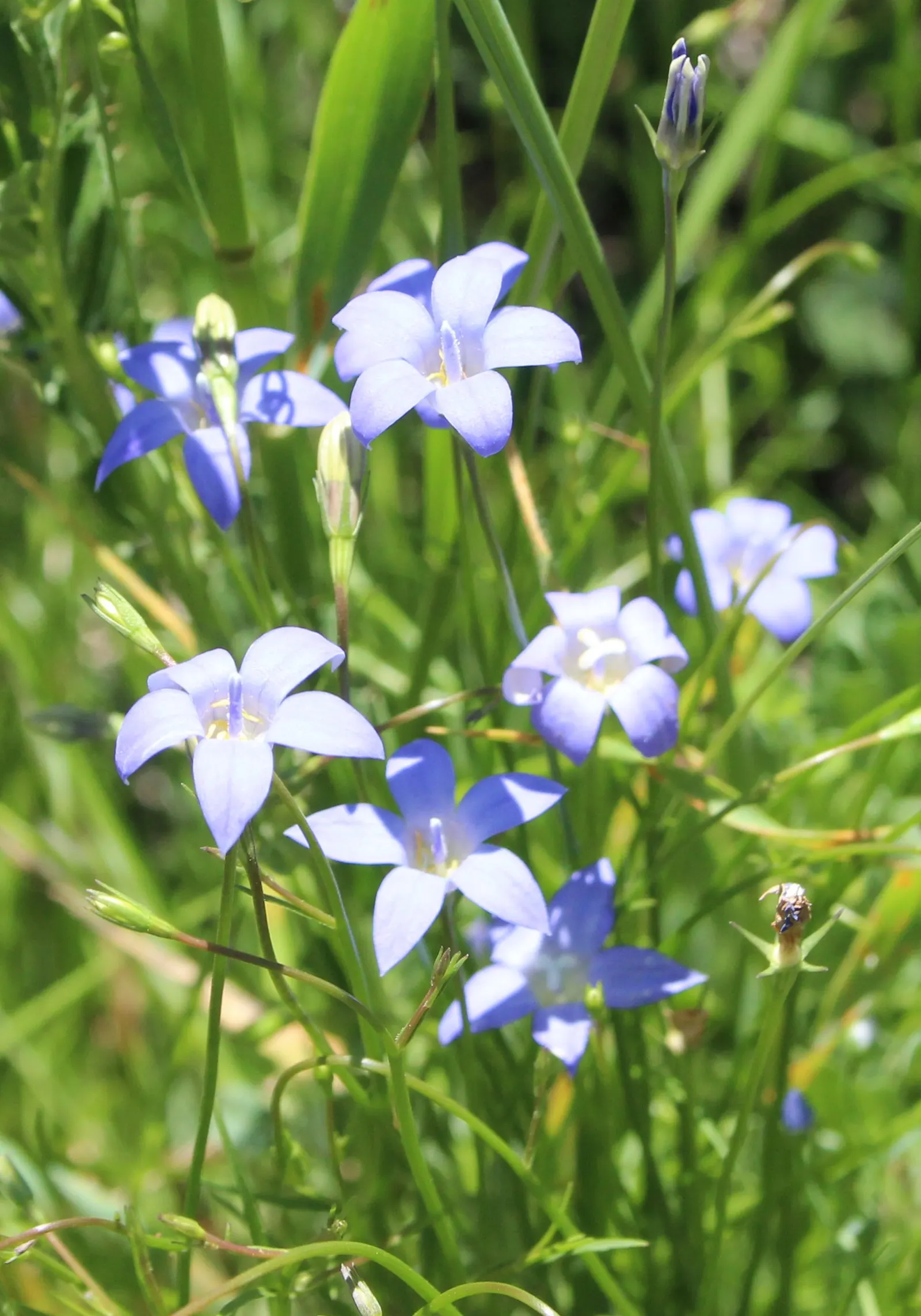 Blue Stars (Aristea Ecklonii) — offering a striking contrast when mass-planted or as an accent in mixed borders