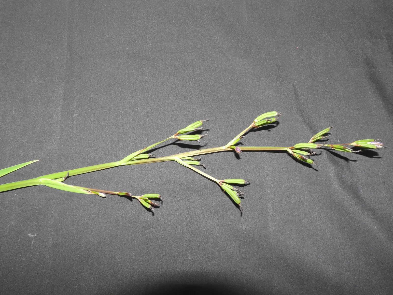 Blue Stars (Aristea Ecklonii) — ensuring a succession of blooms over a period of several weeks.<br><br>For optimal growth