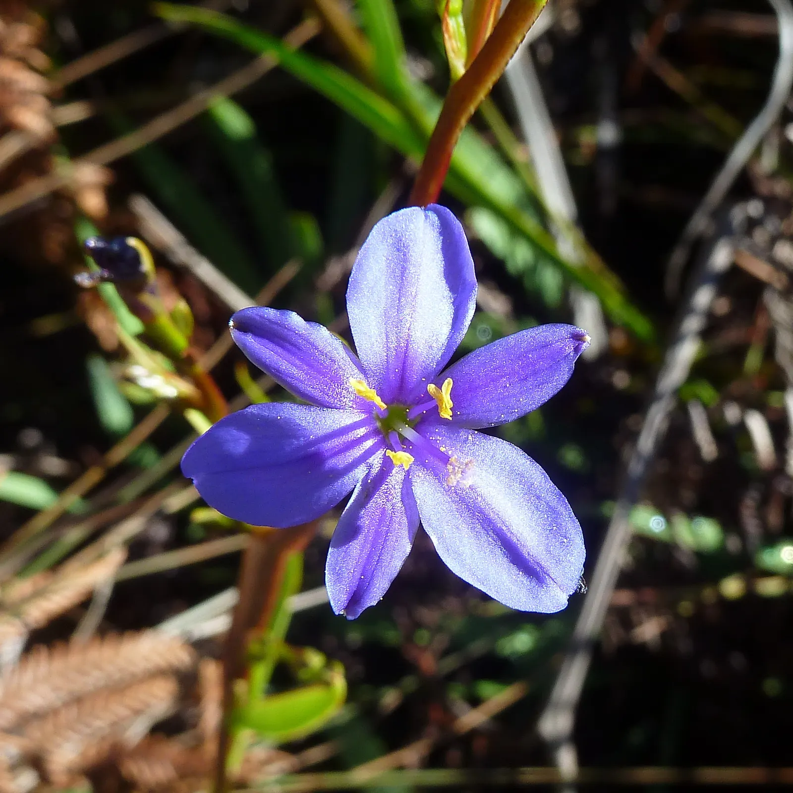 Blue Stars (Aristea Ecklonii) — are perennial flowers that grace gardens with their striking