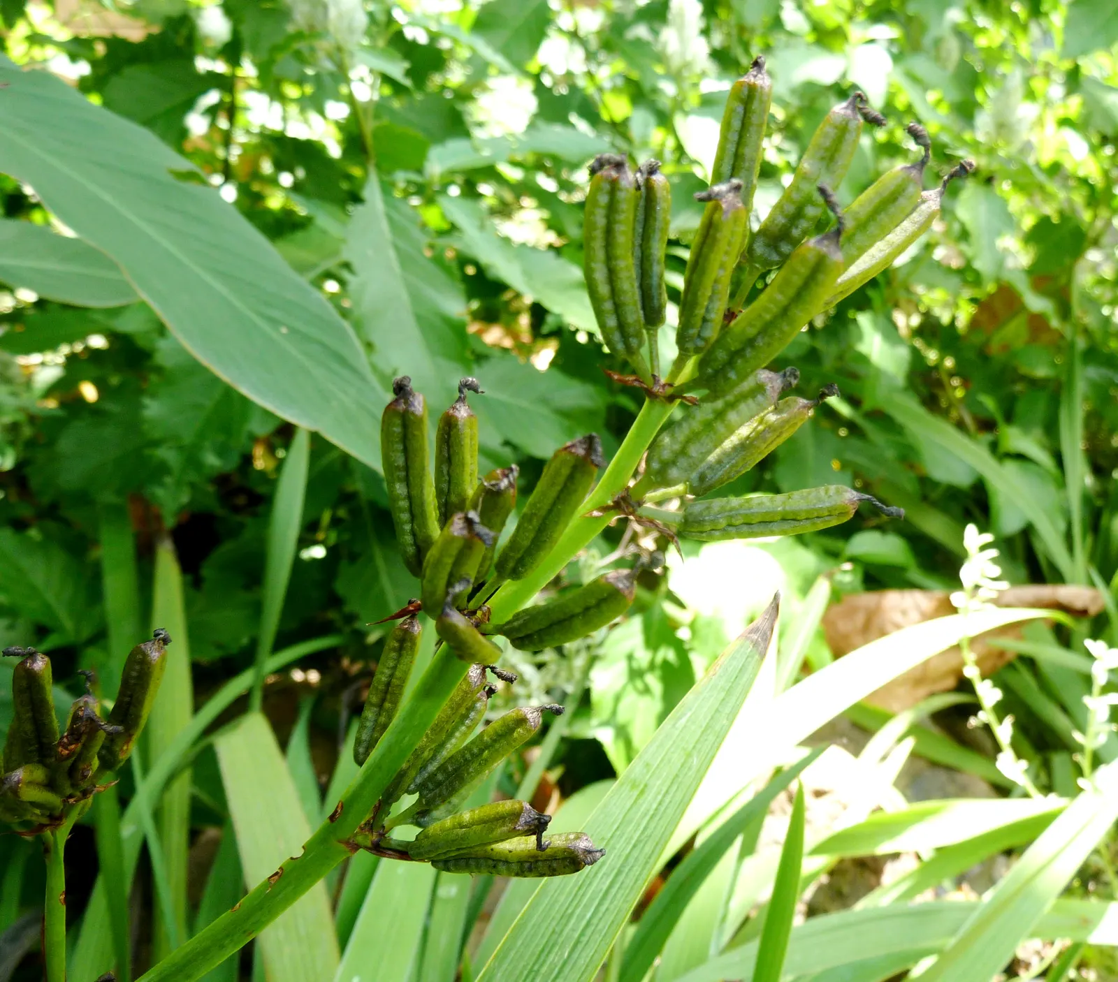 Blue Stars (Aristea Ecklonii) — This hardy perennial thrives in USDA zones 8-10