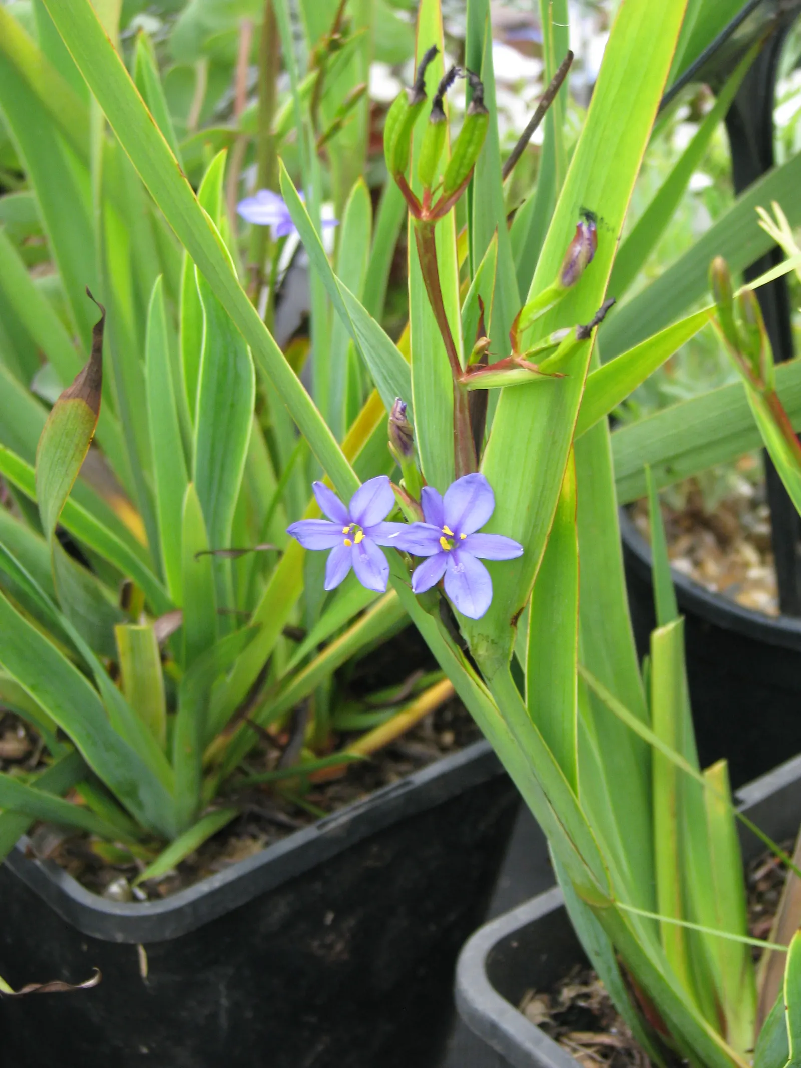 Blue Stars (Aristea Ecklonii) — sword-shaped leaves create a dense