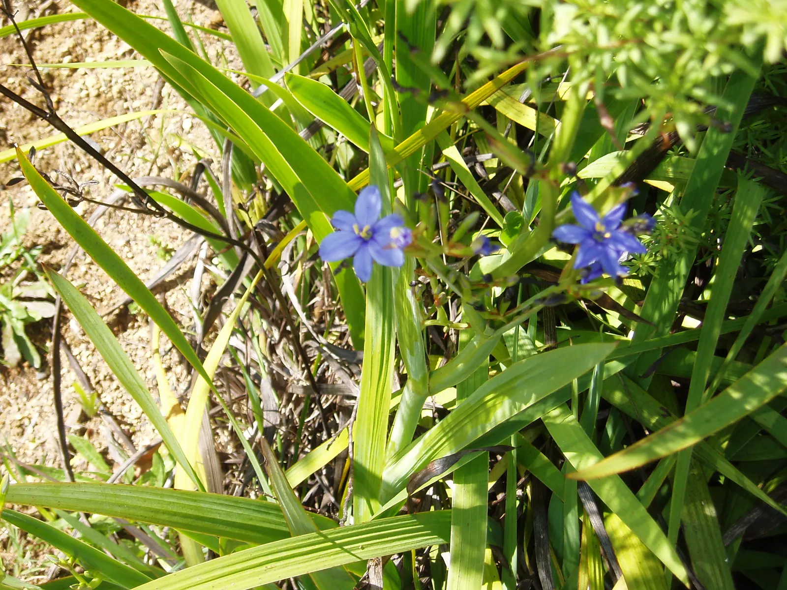 Blue Stars (Aristea Ecklonii) — Their maintenance is relatively low