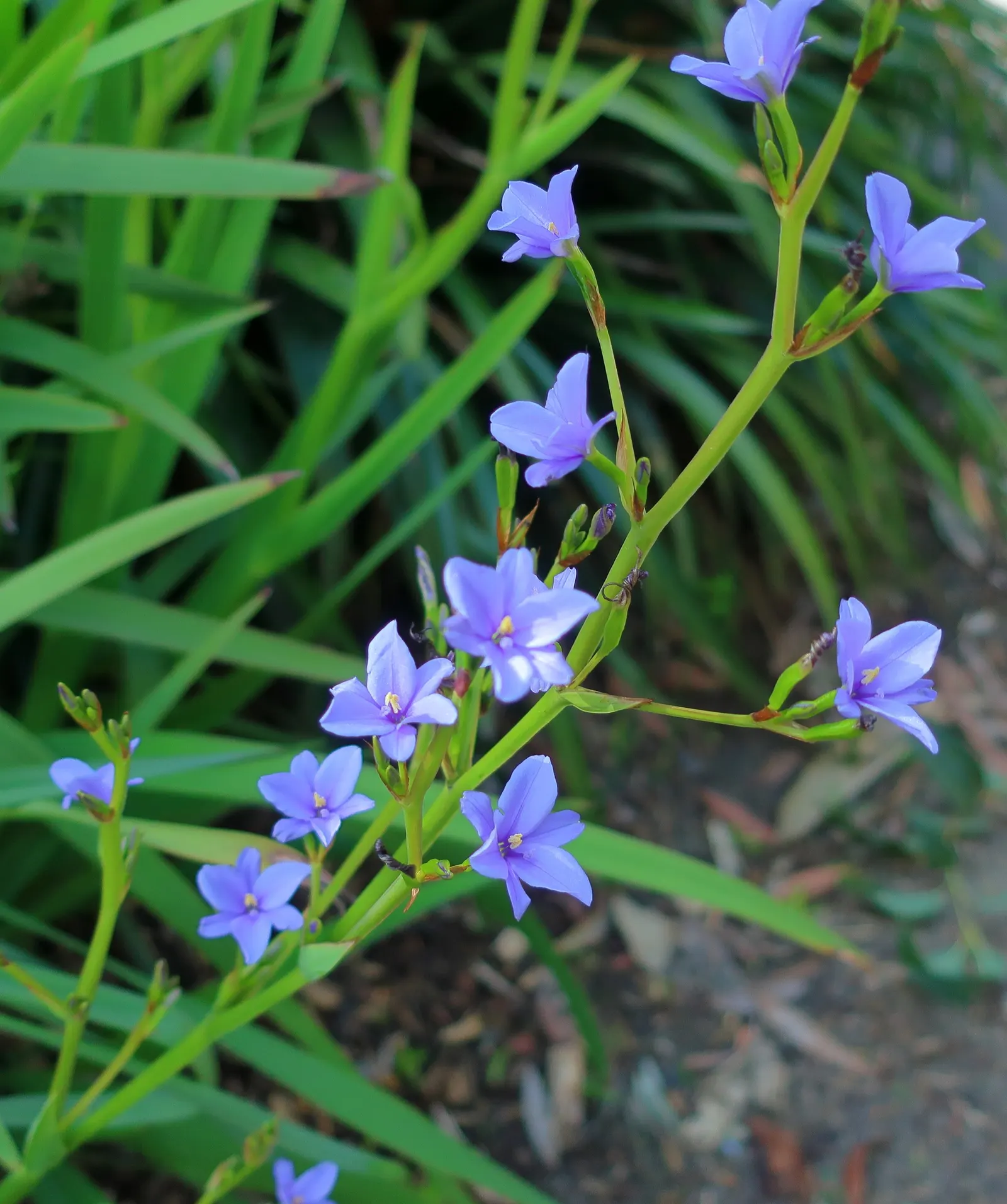Blue Stars (Aristea Ecklonii) — requiring only occasional deadheading of spent flower stems to maintain their neat appearance