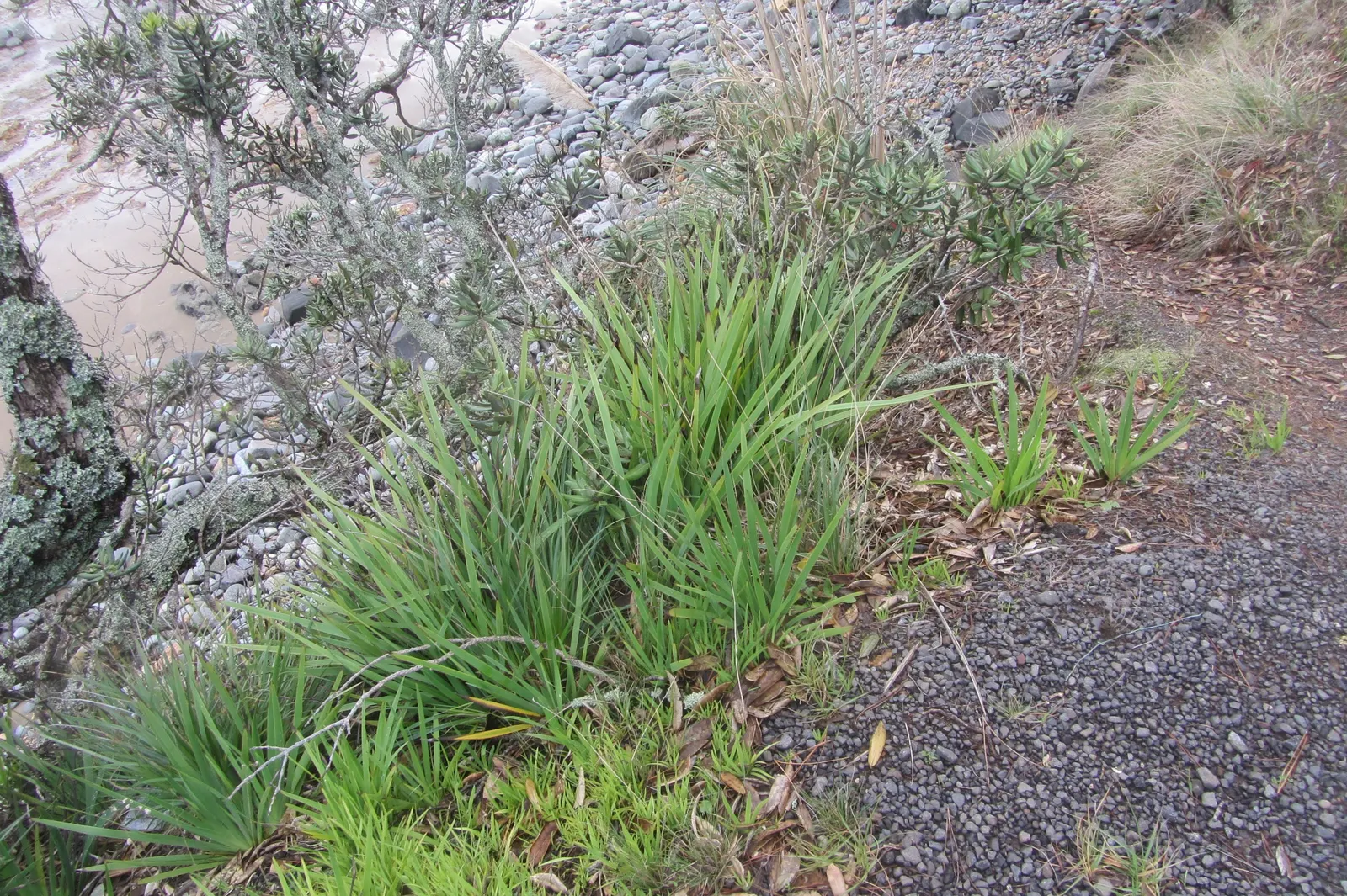 Blue Stars (Aristea Ecklonii) — with flower spikes that may extend a few inches above its foliage.<br><br>The narrow