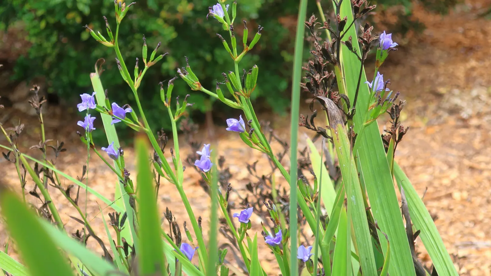 Blue Stars (Aristea Ecklonii) — providing a burst of color with individual blossoms lasting just one day