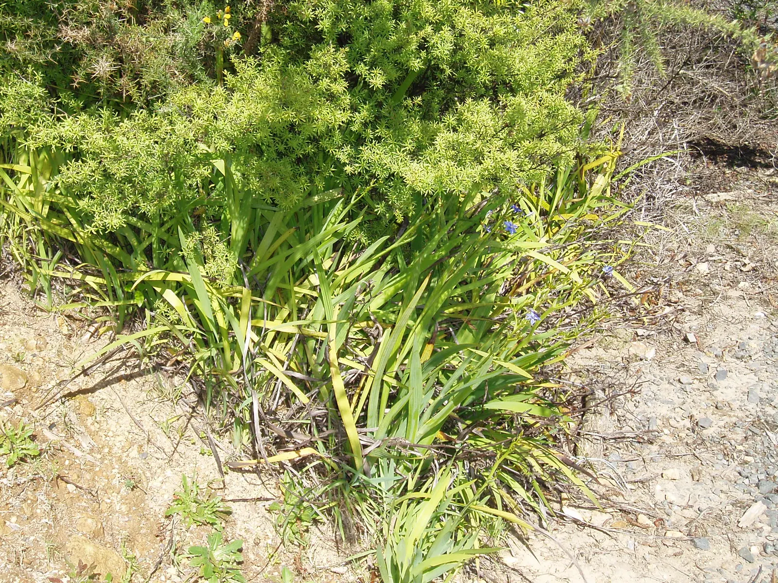 Blue Stars (Aristea Ecklonii) — scientifically known as Aristea ecklonii