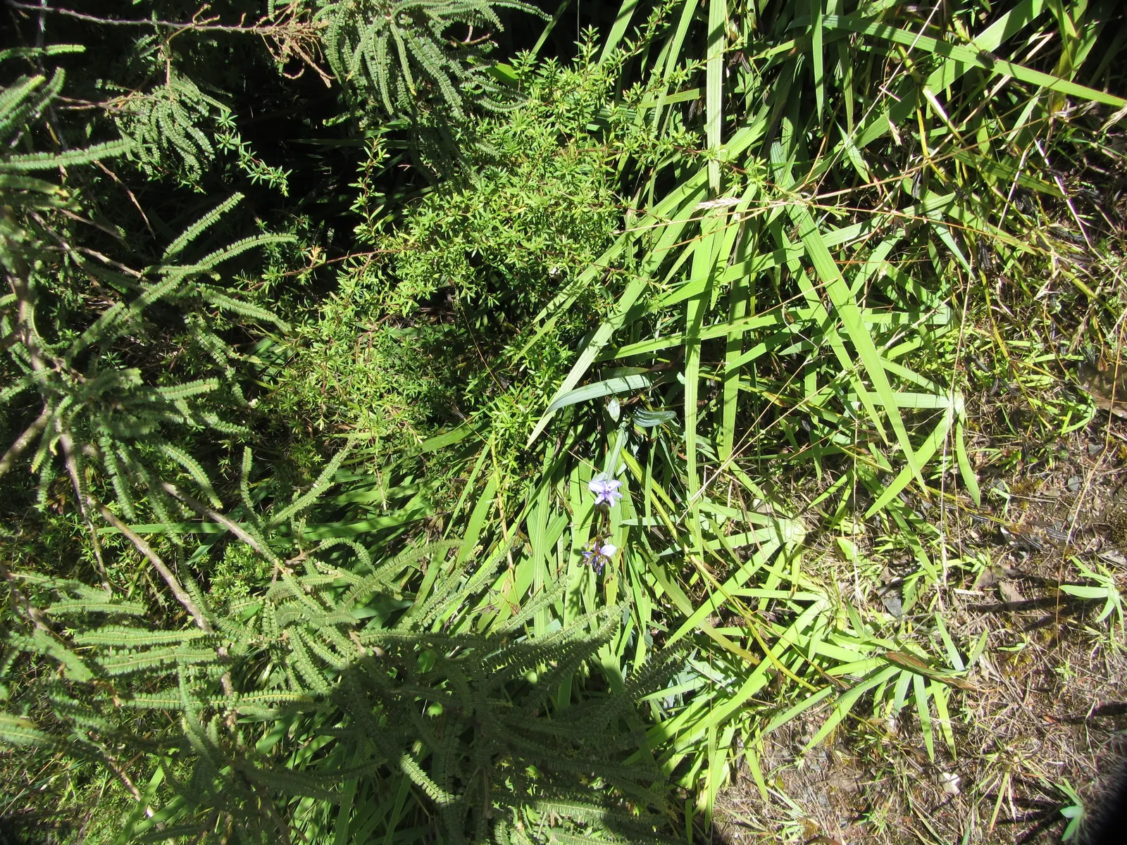 Blue Stars (Aristea Ecklonii) — Native to the grasslands and marshes of South Africa, this evergreen plant is a member of the Iridaceae family
