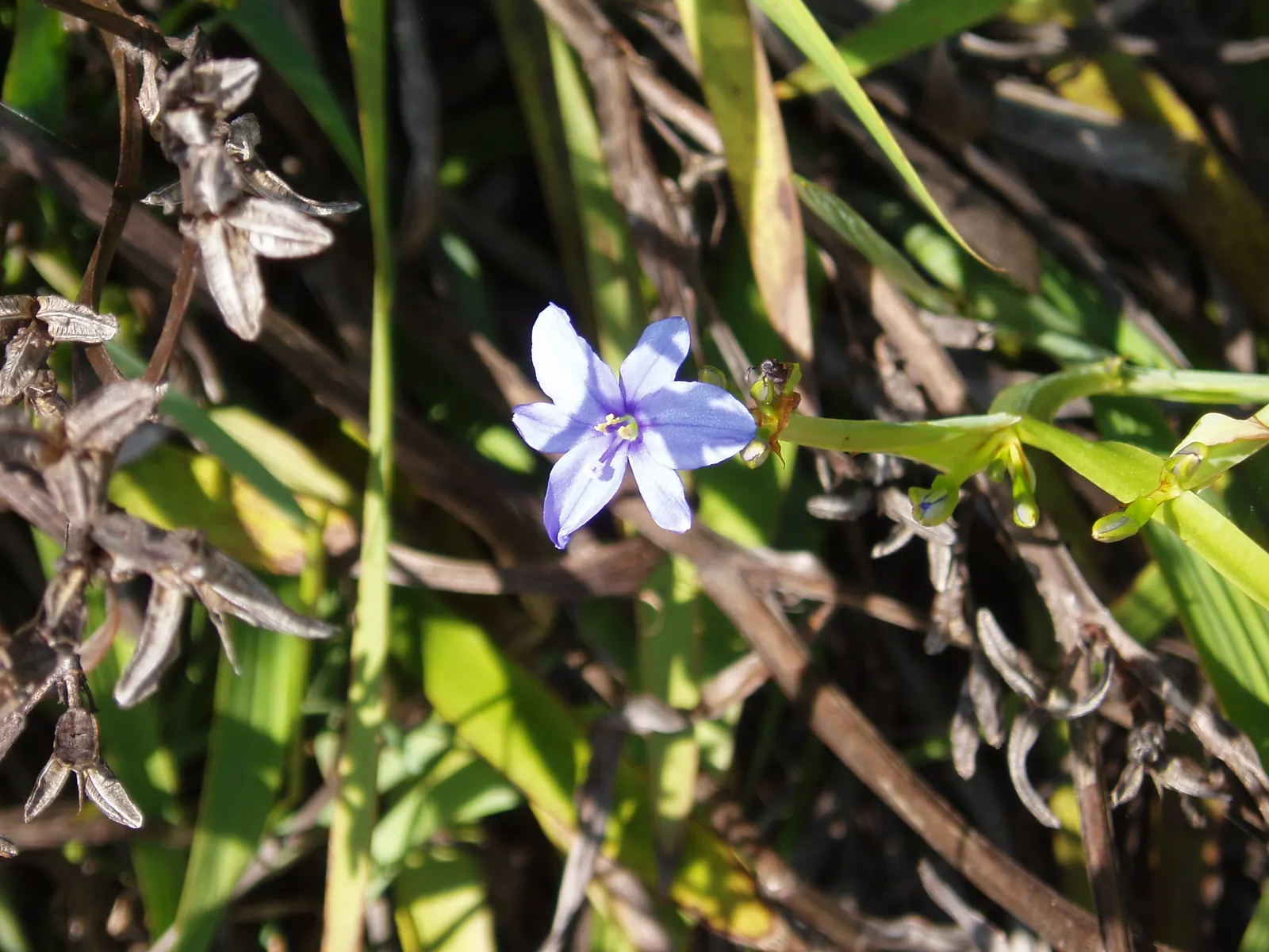 Blue Stars (Aristea Ecklonii) — but it's essential to avoid overwatering to prevent root rot.<br><br>Ideal for mass plantings
