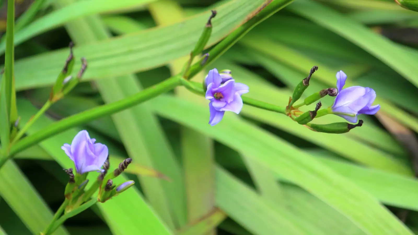 Blue Stars (Aristea Ecklonii) — perennial with blue and multi-colored blooms