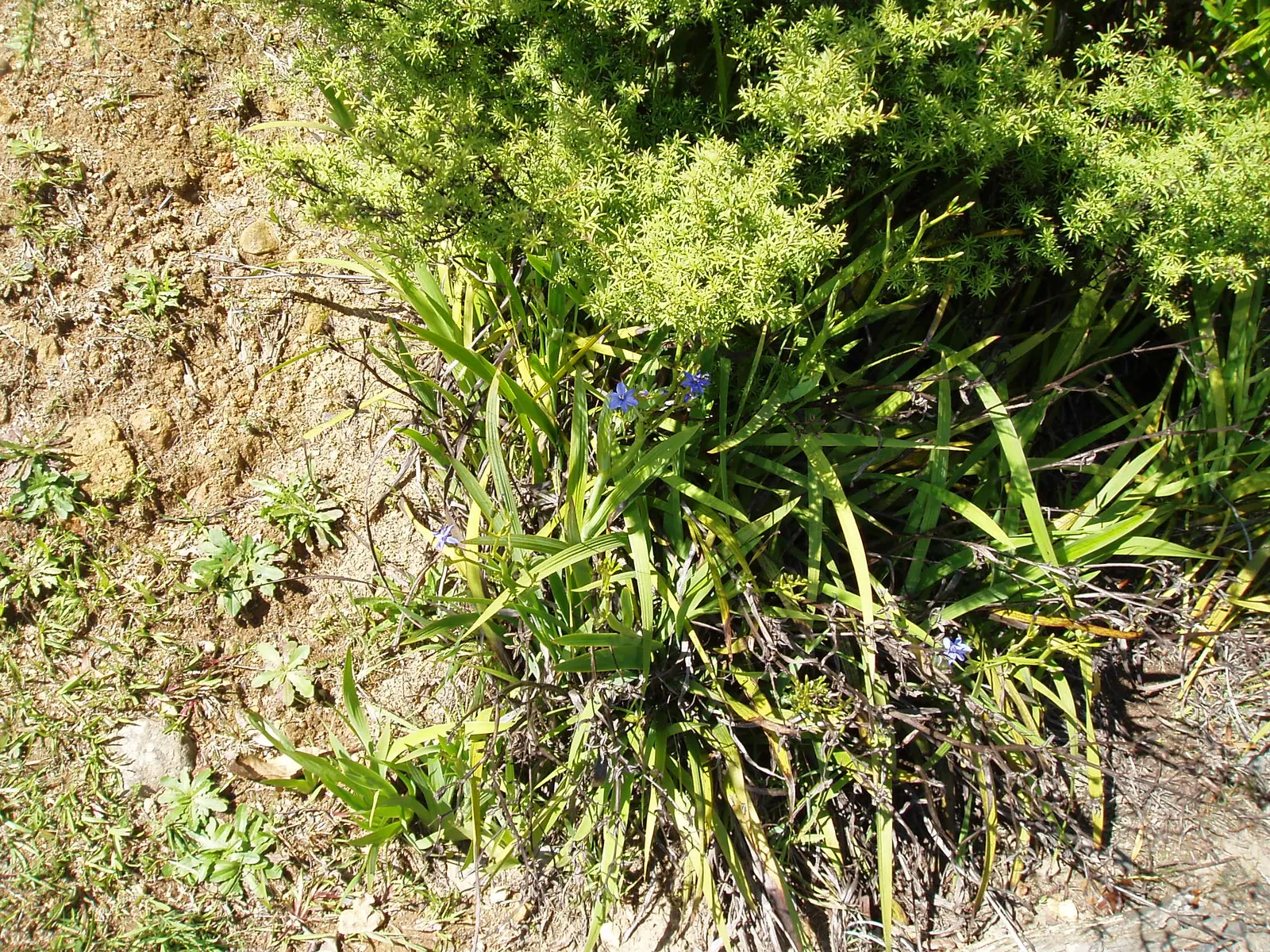 Blue Stars (Aristea Ecklonii) — though they will thrive with protection from harsh winter conditions