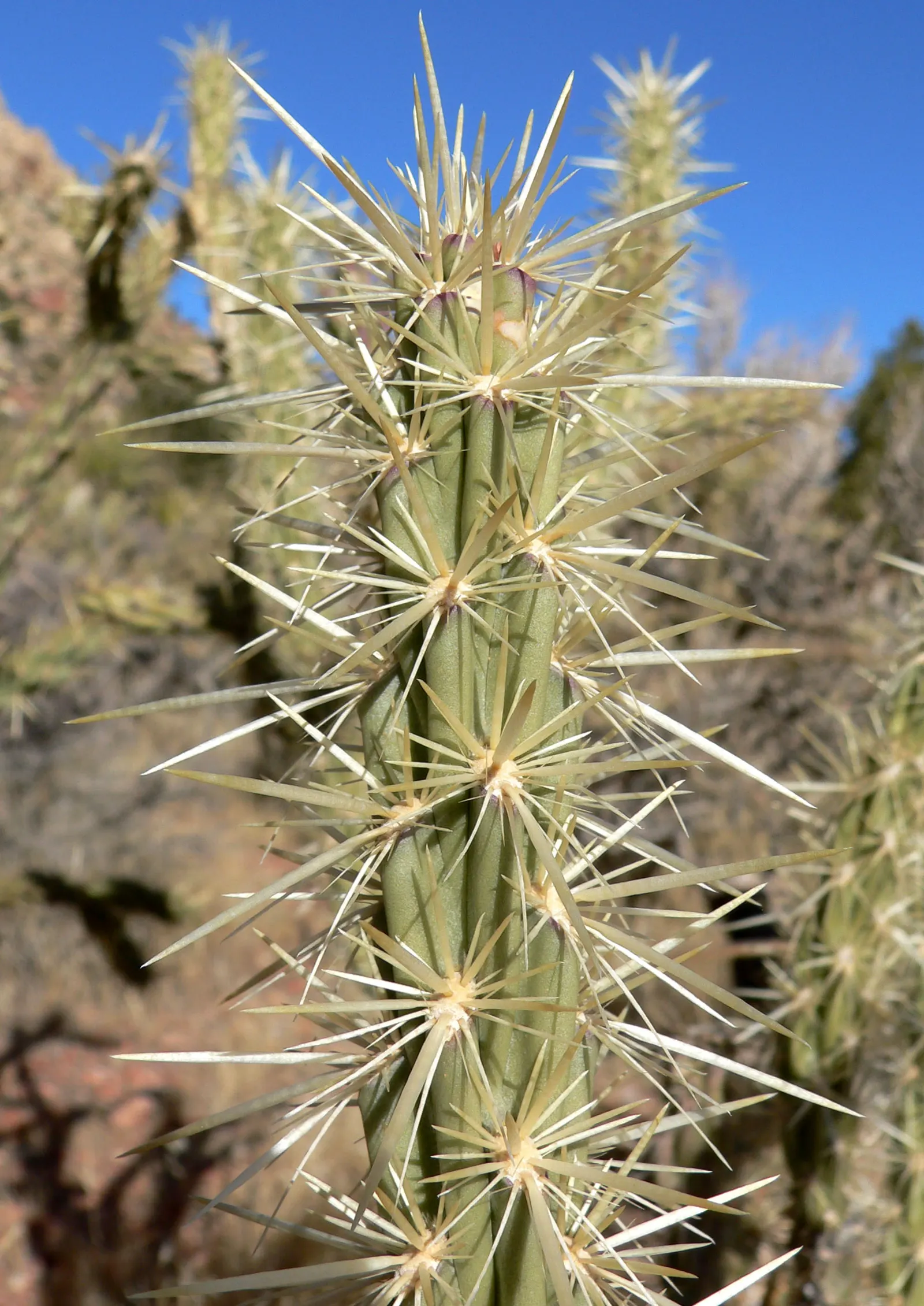 Buckhorn Cholla (Cylindropuntia Acanthocarpa) — shrub / tree with red and yellow blooms; vibrant blooms grace the Buckhorn Cholla in late spring to early summer