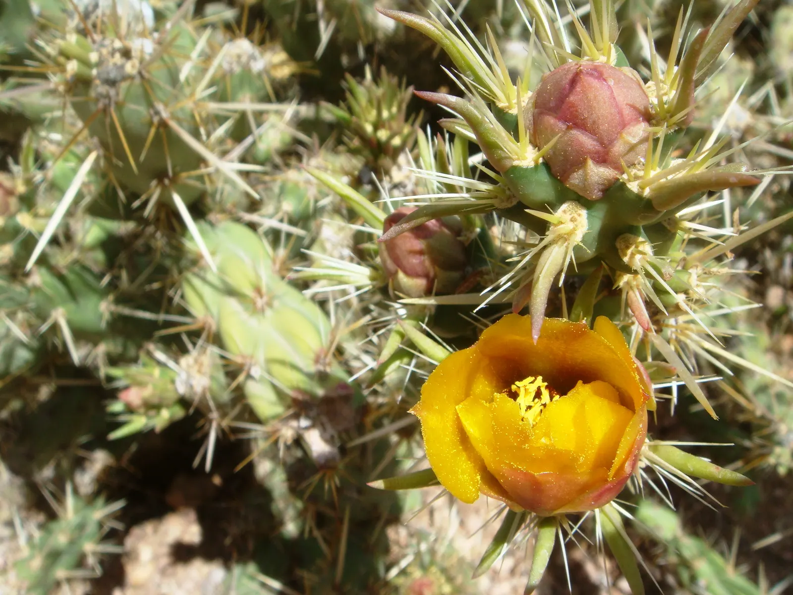Buckhorn Cholla (Cylindropuntia Acanthocarpa) — This cactus is highly drought-tolerant and should be planted in sites with low water requirements