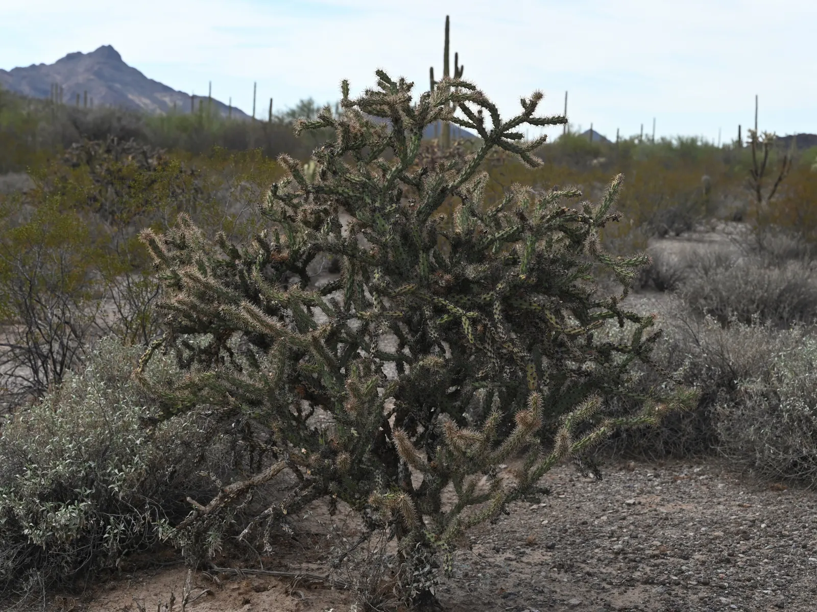 Buckhorn Cholla (Cylindropuntia Acanthocarpa) — Vibrant blooms grace the Buckhorn Cholla in late spring to early summer; shrub / tree with red and, image 62