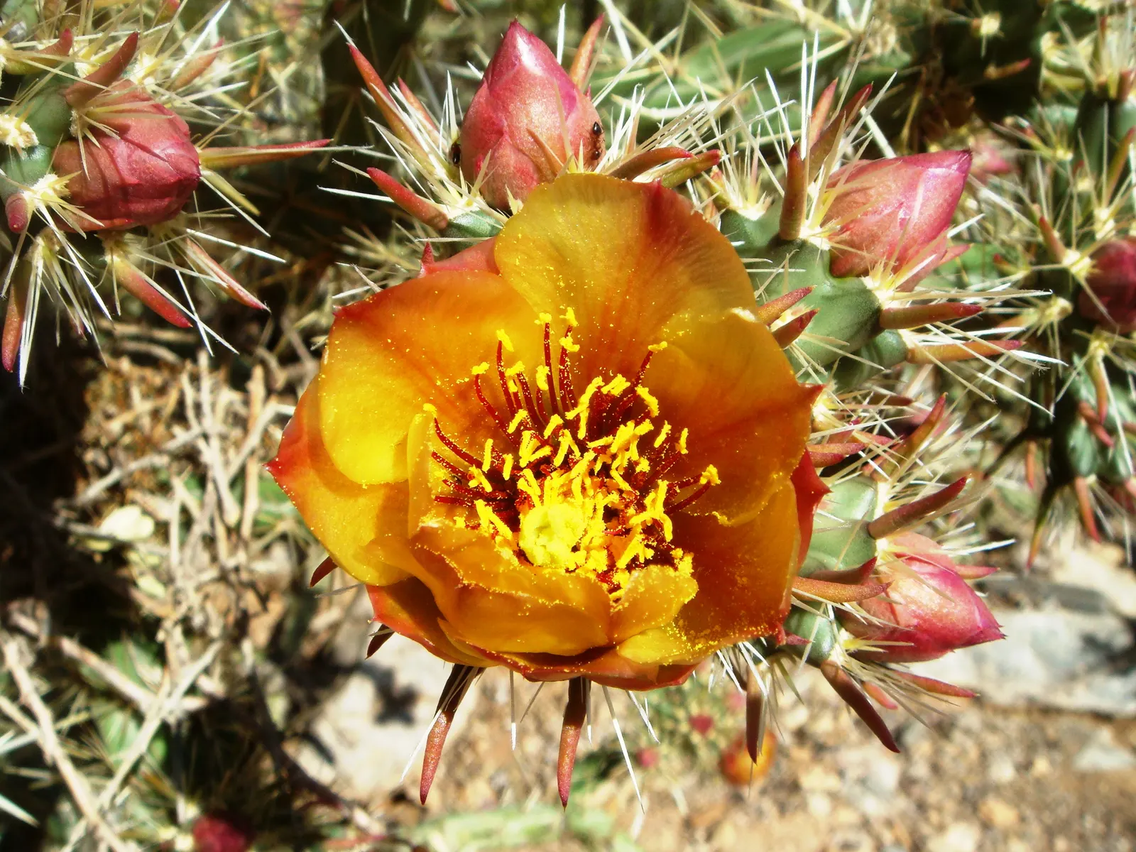 Buckhorn Cholla (Cylindropuntia Acanthocarpa) — It\'s also cold-hardy to about 15 degrees Fahrenheit; low water requirements and full sun, image 66