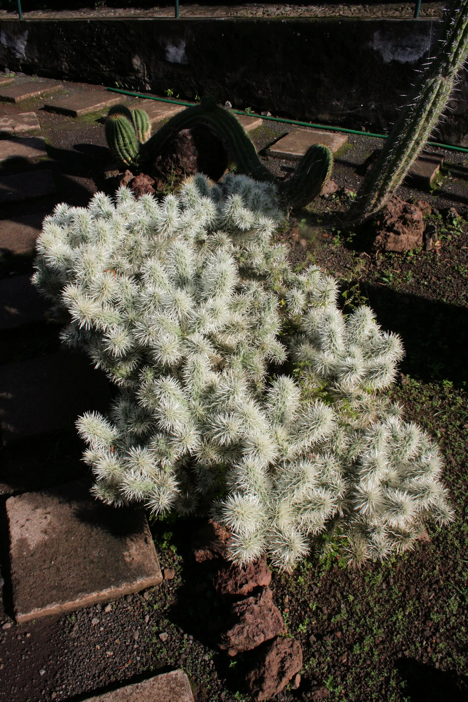 Buckhorn Cholla (Cylindropuntia Acanthocarpa) — making it suitable for USDA hardiness zones 9 through 11.<br><br>In terms of spacing; resembling the antlers of