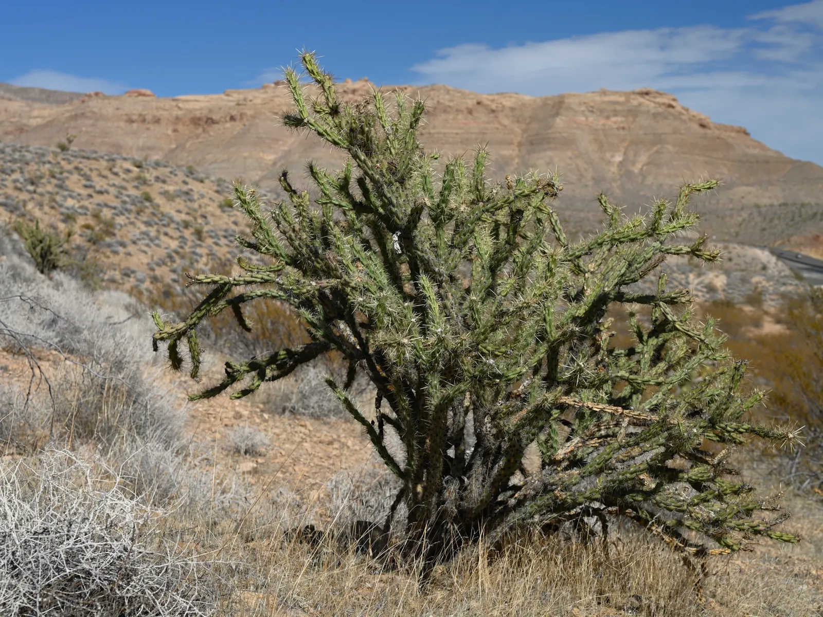 Buckhorn Cholla (Cylindropuntia Acanthocarpa) — resembling the antlers of a deer; making it suitable for USDA hardiness zones 9 through, image 58