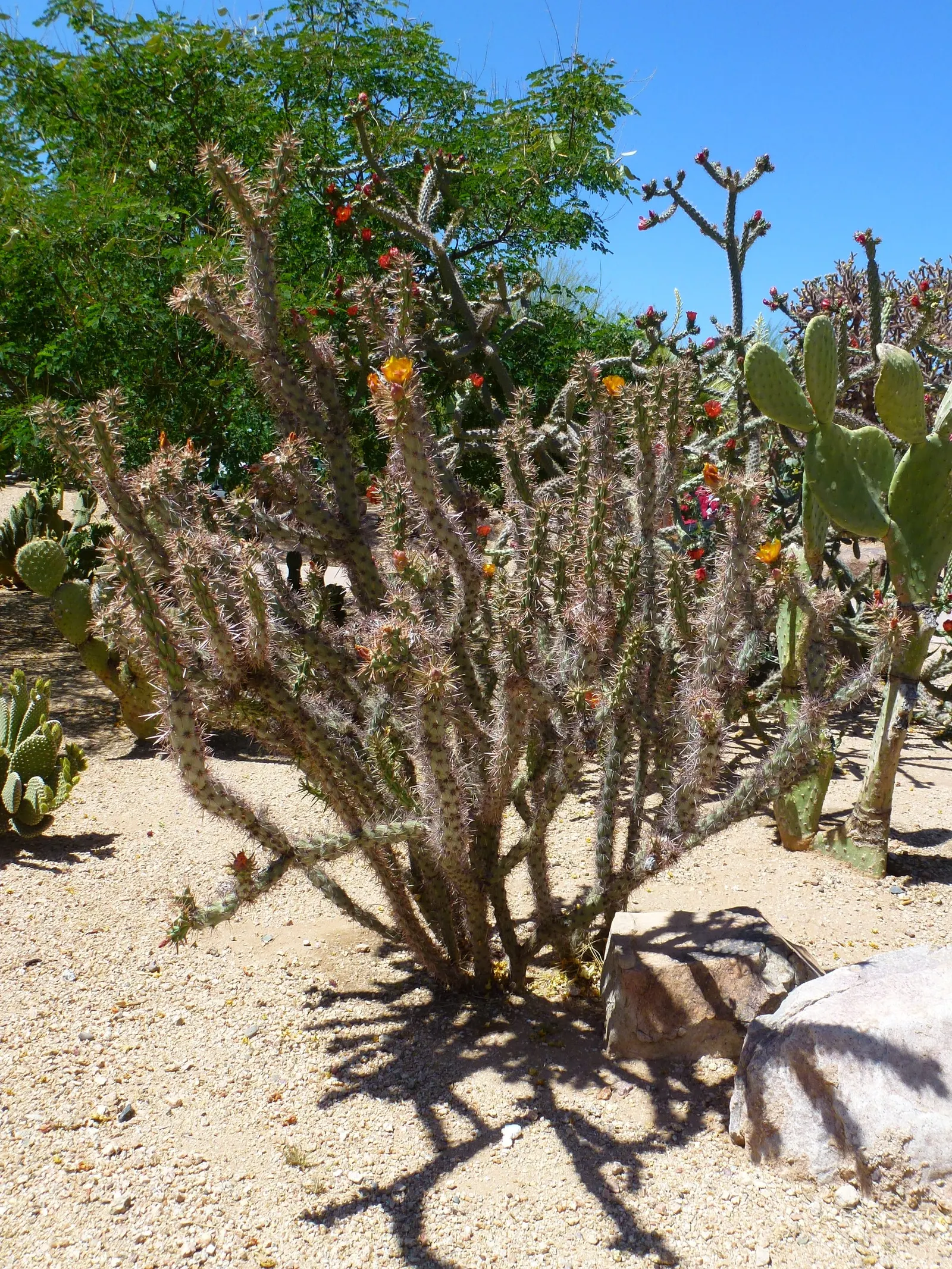 Buckhorn Cholla (Cylindropuntia Acanthocarpa) — shrub / tree for full or half; as the plant serves as a habitat and food source for native birds, image 72