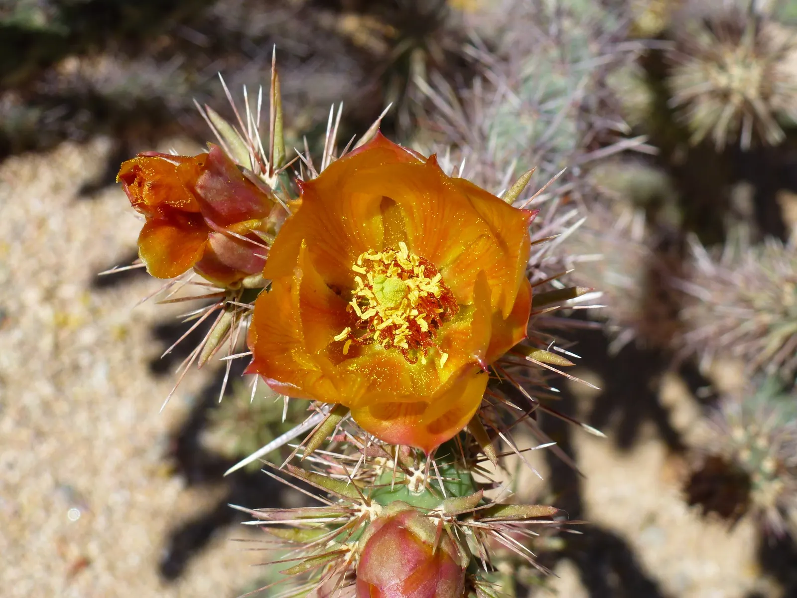 Buckhorn Cholla (Cylindropuntia Acanthocarpa) — Vibrant blooms grace the Buckhorn Cholla in late spring to early summer; shrub / tree with red and yellow blooms