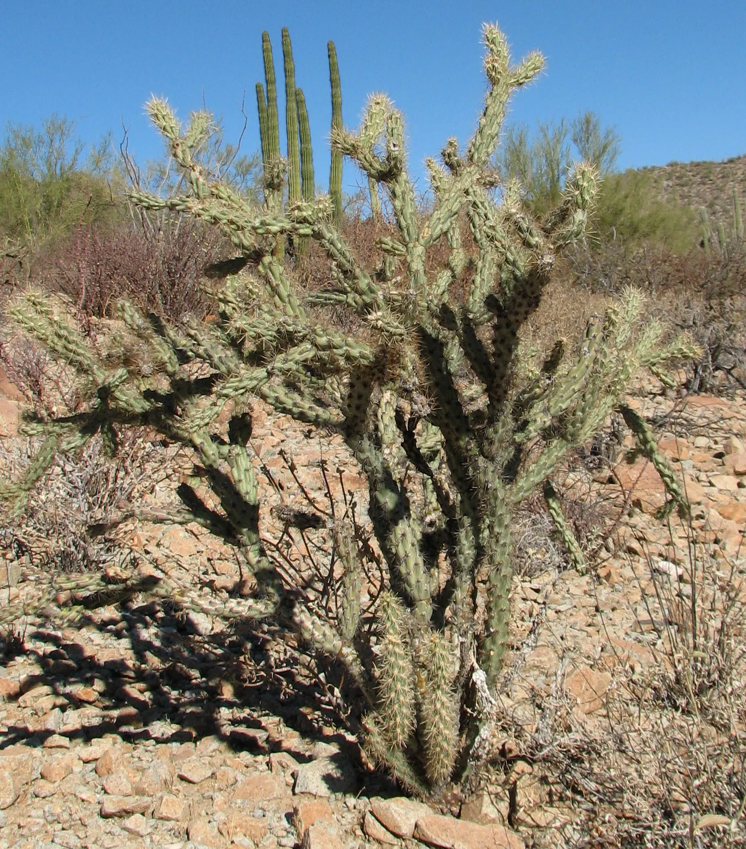 Buckhorn Cholla (Cylindropuntia Acanthocarpa) — Buckhorn Cholla (Cylindropuntia acanthocarpa) is a resilient cactus, thriving in USDA zones 9-11