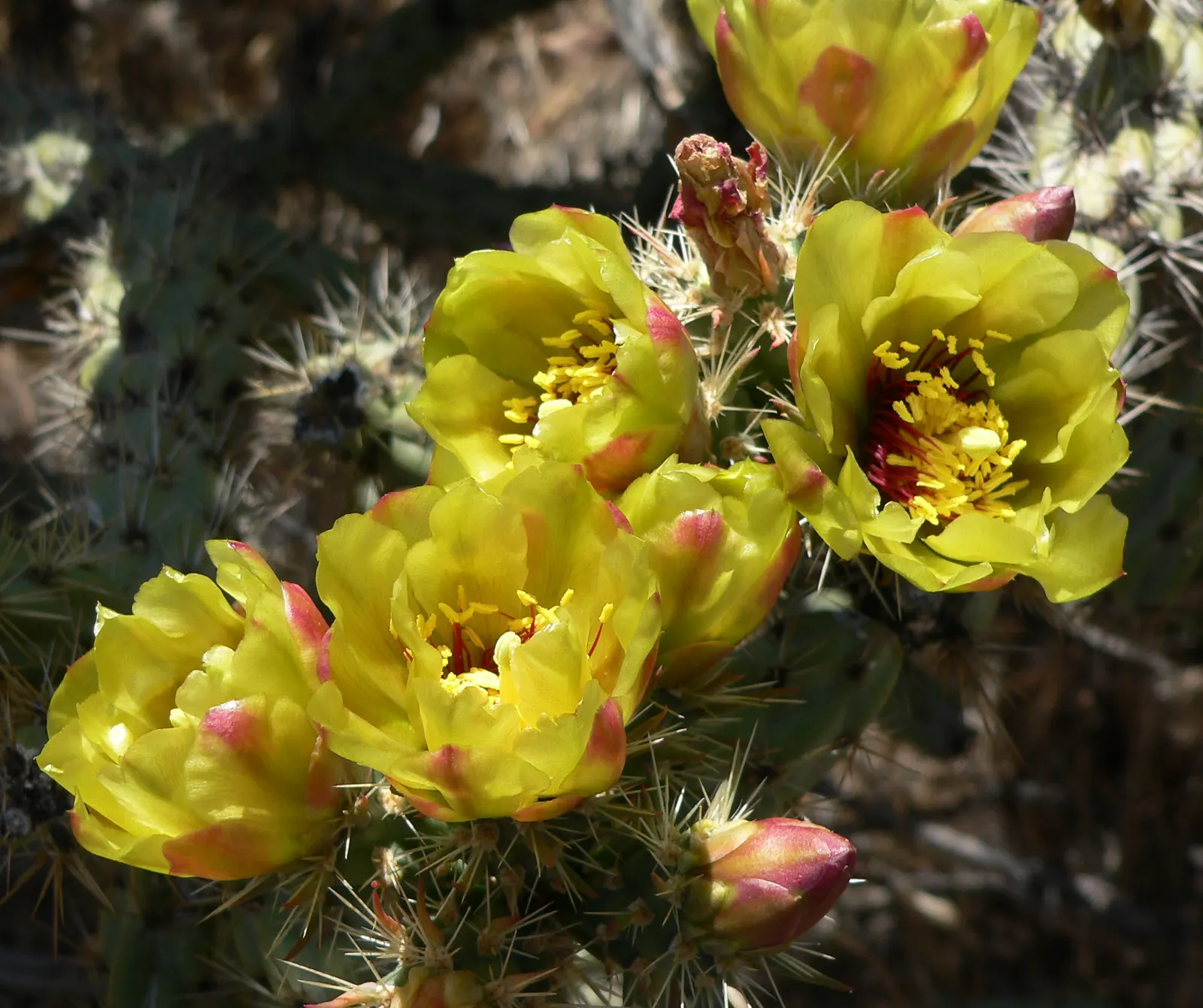 Buckhorn Cholla (Cylindropuntia Acanthocarpa) — as the plant serves as a habitat and food source for native birds and insects; shrub / tree for full or half