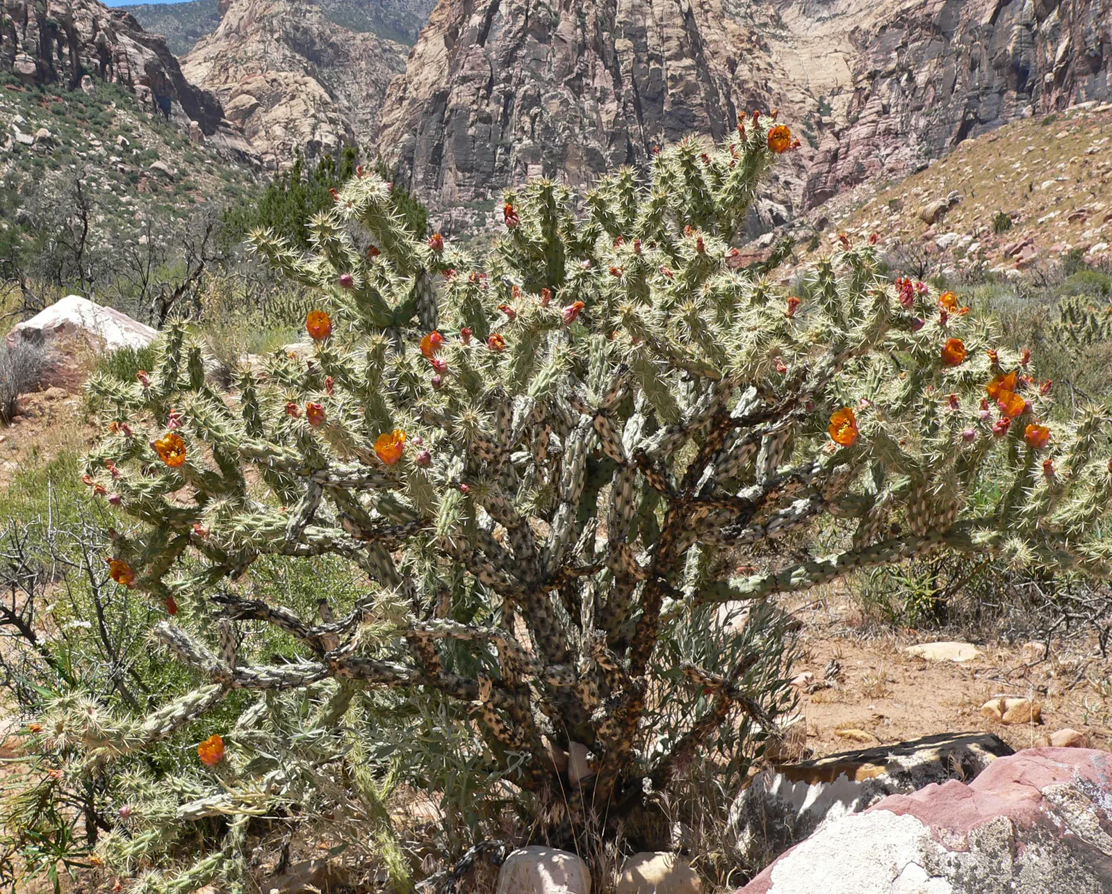 Buckhorn Cholla (Cylindropuntia Acanthocarpa) — Caution advised due to sharp spines; buckhorn Cholla (Cylindropuntia acanthocarpa) is a resilient, image 52