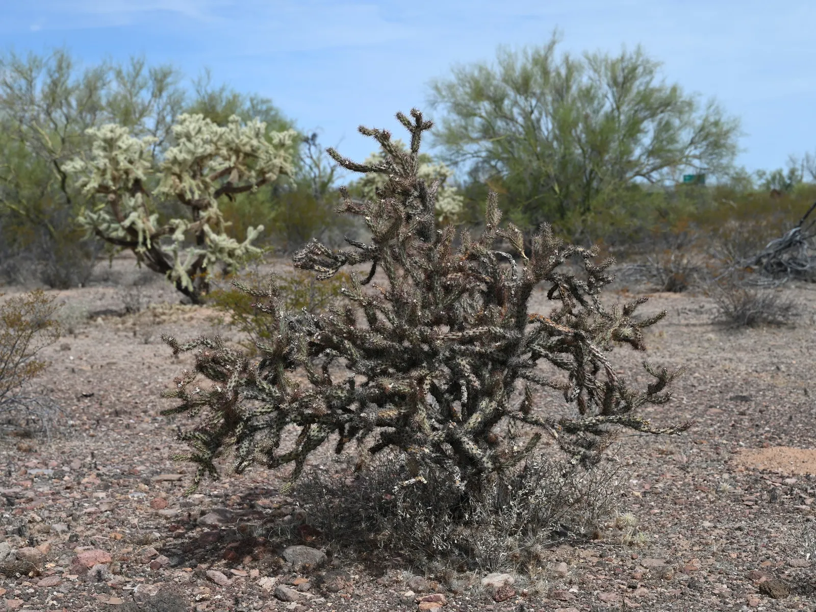 Buckhorn Cholla (Cylindropuntia Acanthocarpa) — red and yellow flowers in the garden; is a distinctive cactus native to the deserts of the American, image 70