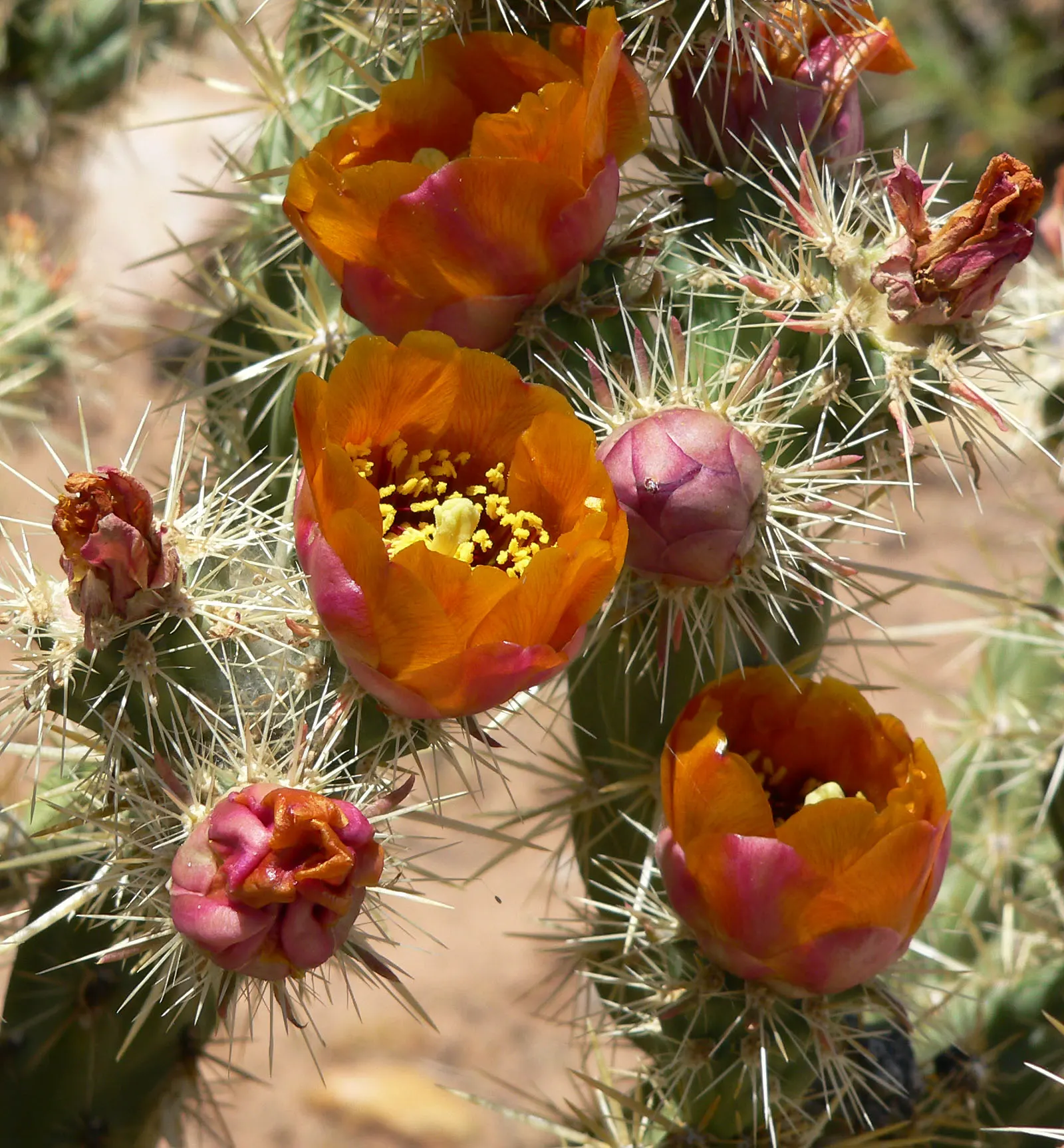 Buckhorn Cholla (Cylindropuntia Acanthocarpa) — as the plant serves as a habitat and food source for native birds and insects