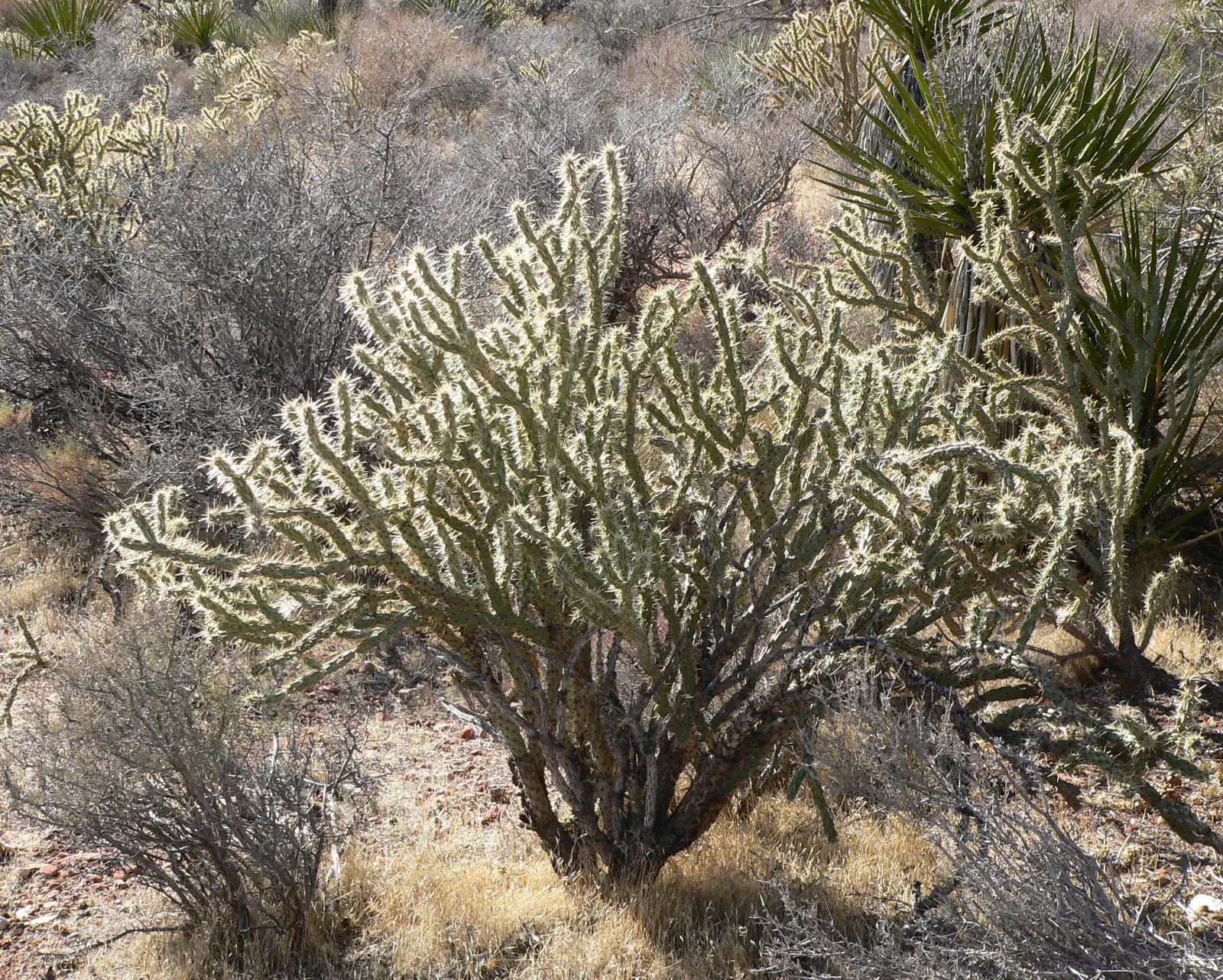Buckhorn Cholla (Cylindropuntia Acanthocarpa) — Low water requirements and full sun adaptability make it ideal for arid landscapes