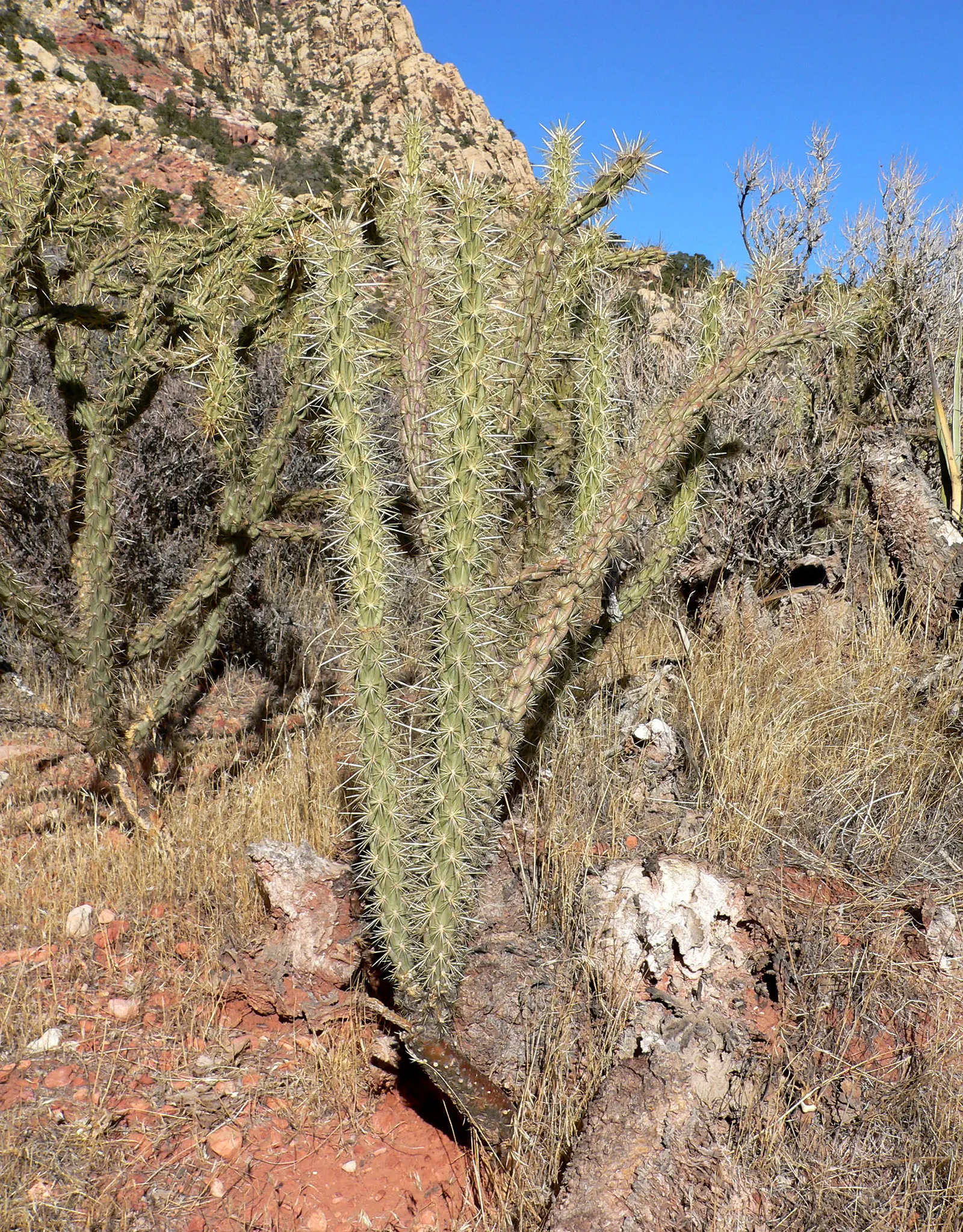Buckhorn Cholla (Cylindropuntia Acanthocarpa) — the Buckhorn Cholla reaches heights of 4 to 6 feet with an equal spread; it reaches 3-5 feet in, image 59