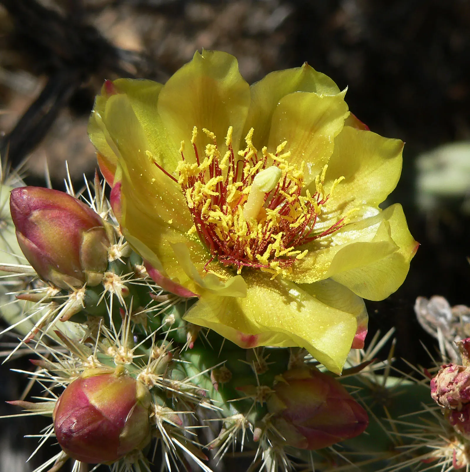 Buckhorn Cholla (Cylindropuntia Acanthocarpa) — the Buckhorn Cholla reaches heights of 4 to 6 feet with an equal spread; it reaches 3-5 feet in height and