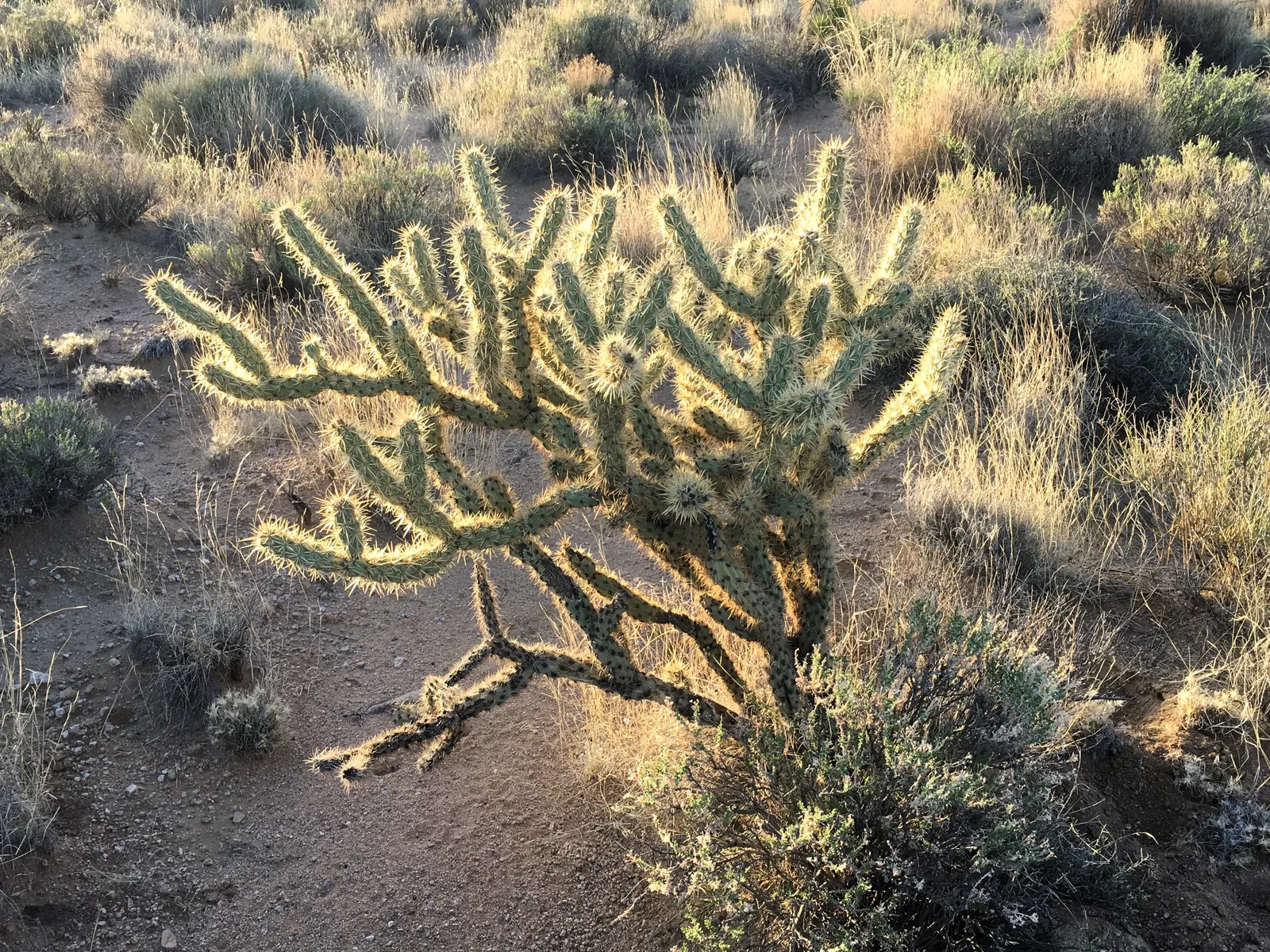 Buckhorn Cholla (Cylindropuntia Acanthocarpa) — red and yellow flowers in the garden; is a distinctive cactus native to the deserts of the American Southwest