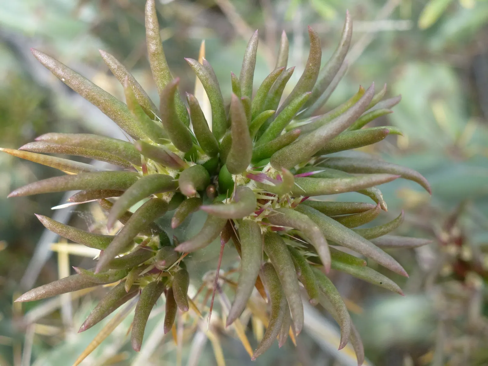 Buckhorn Cholla (Cylindropuntia Acanthocarpa) — Caution advised due to sharp spines; buckhorn Cholla (Cylindropuntia acanthocarpa) is a resilient cactus