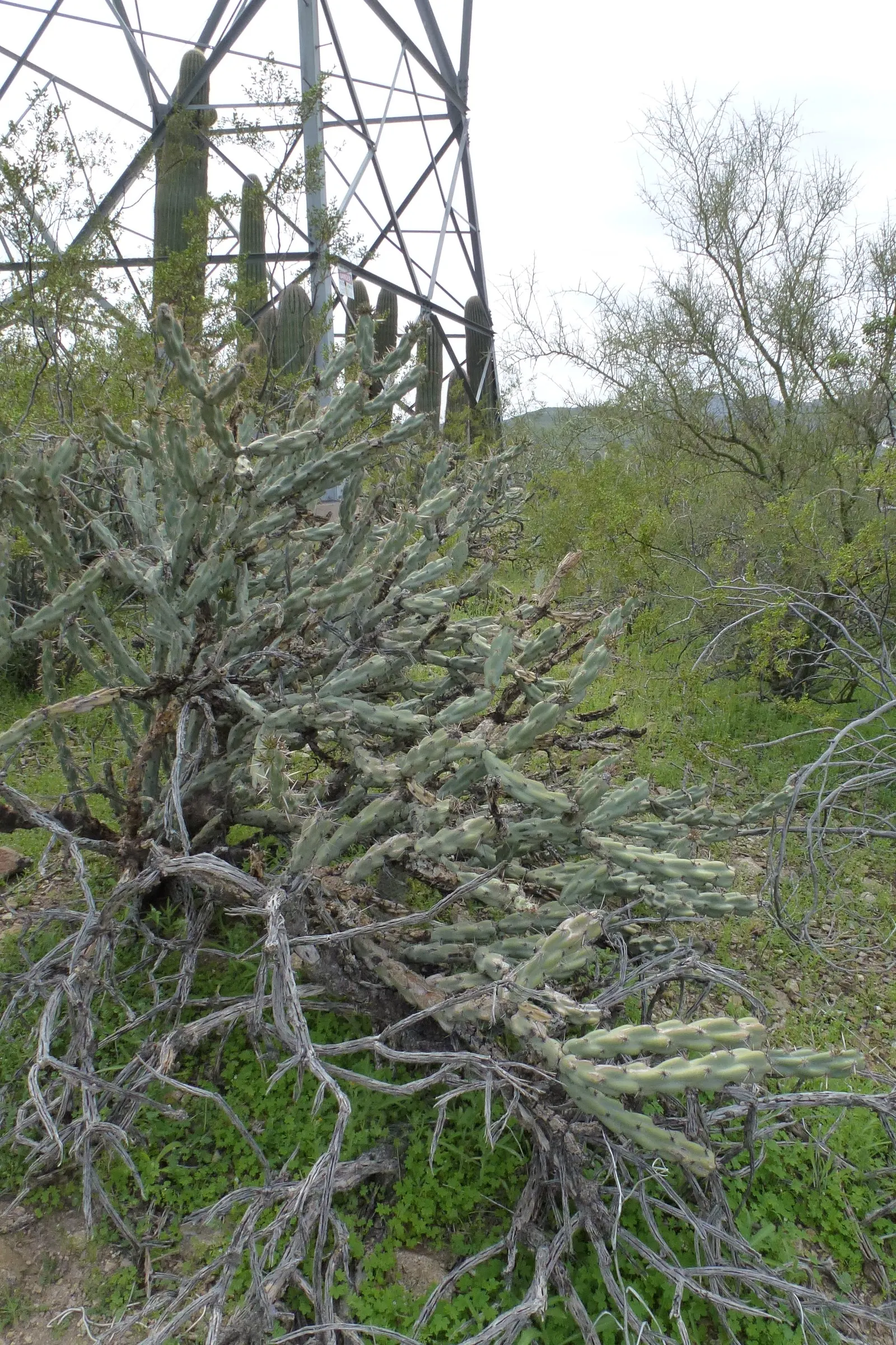 Buckhorn Cholla (Cylindropuntia Acanthocarpa) — Vibrant blooms grace the Buckhorn Cholla in late spring to early summer